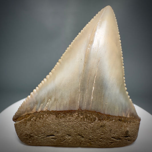 Outstanding, deformed, colorful 2.10" Fossil Great White Tooth from Sacaco, Peru GW1220 - Front