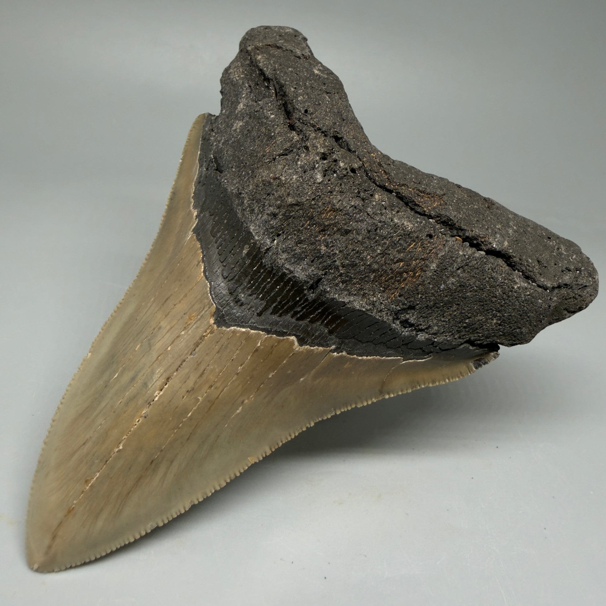 Front Right View Colorful 4.96" Authentic Megalodon Tooth – North Carolina Fossil | Carcharocles megalodon CM6060