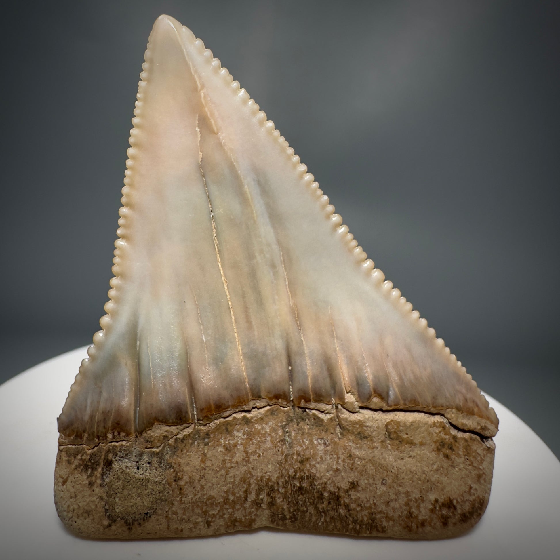 Outstanding, deformed, colorful 2.10" Fossil Great White Tooth from Sacaco, Peru GW1220 - Back 