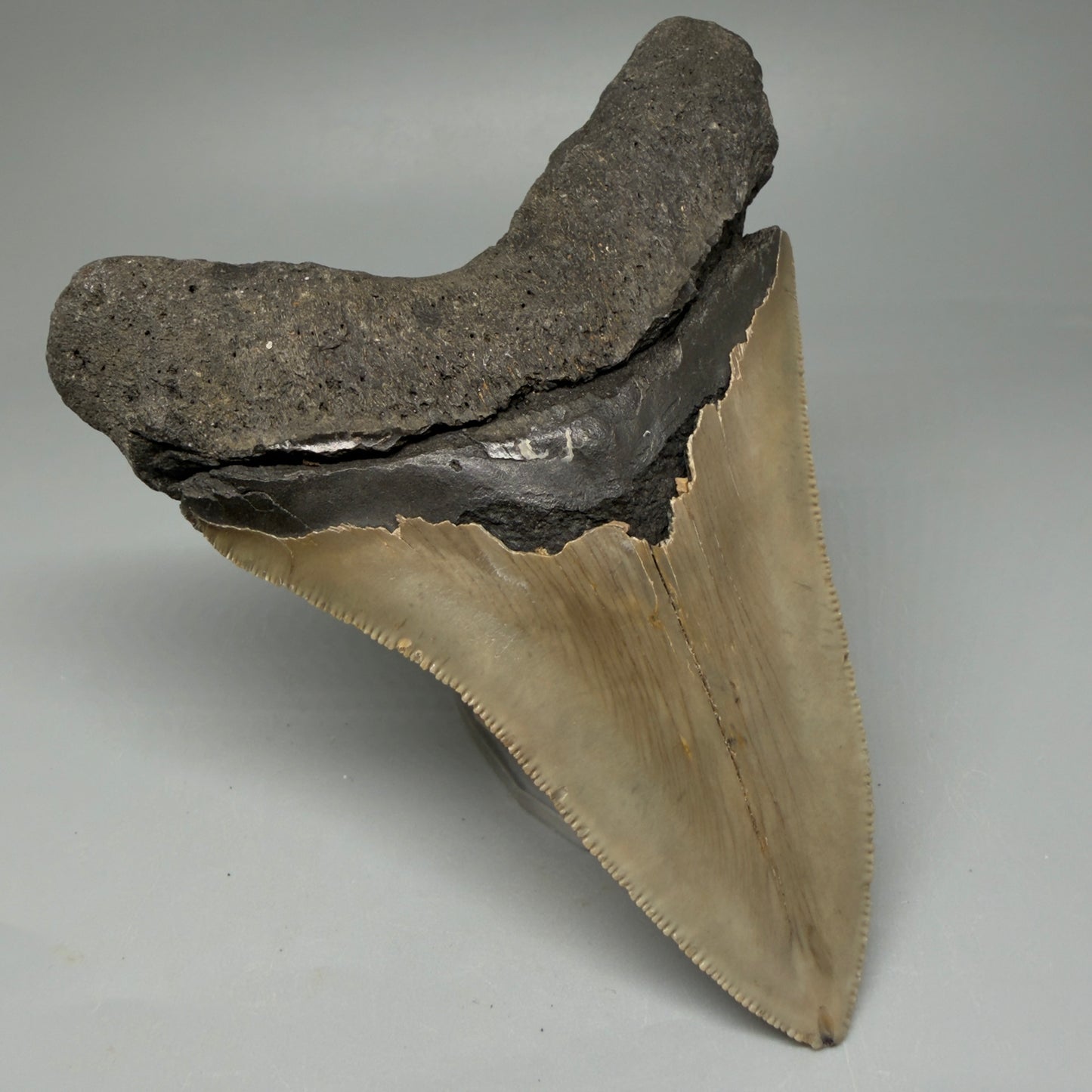 Back Left View Colorful 4.96" Authentic Megalodon Tooth – North Carolina Fossil | Carcharocles megalodon CM6060