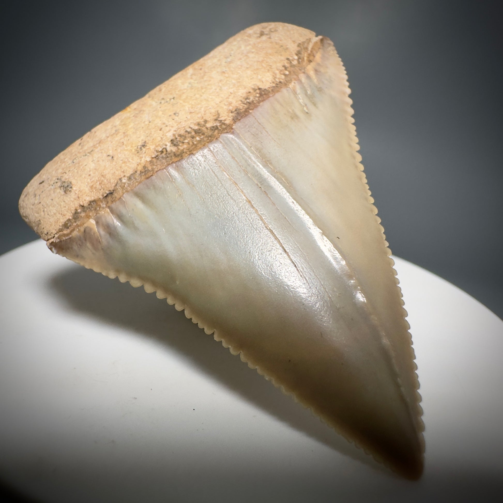 Outstanding, deformed, colorful 2.10" Fossil Great White Tooth from Sacaco, Peru GW1220 - Front Left 1