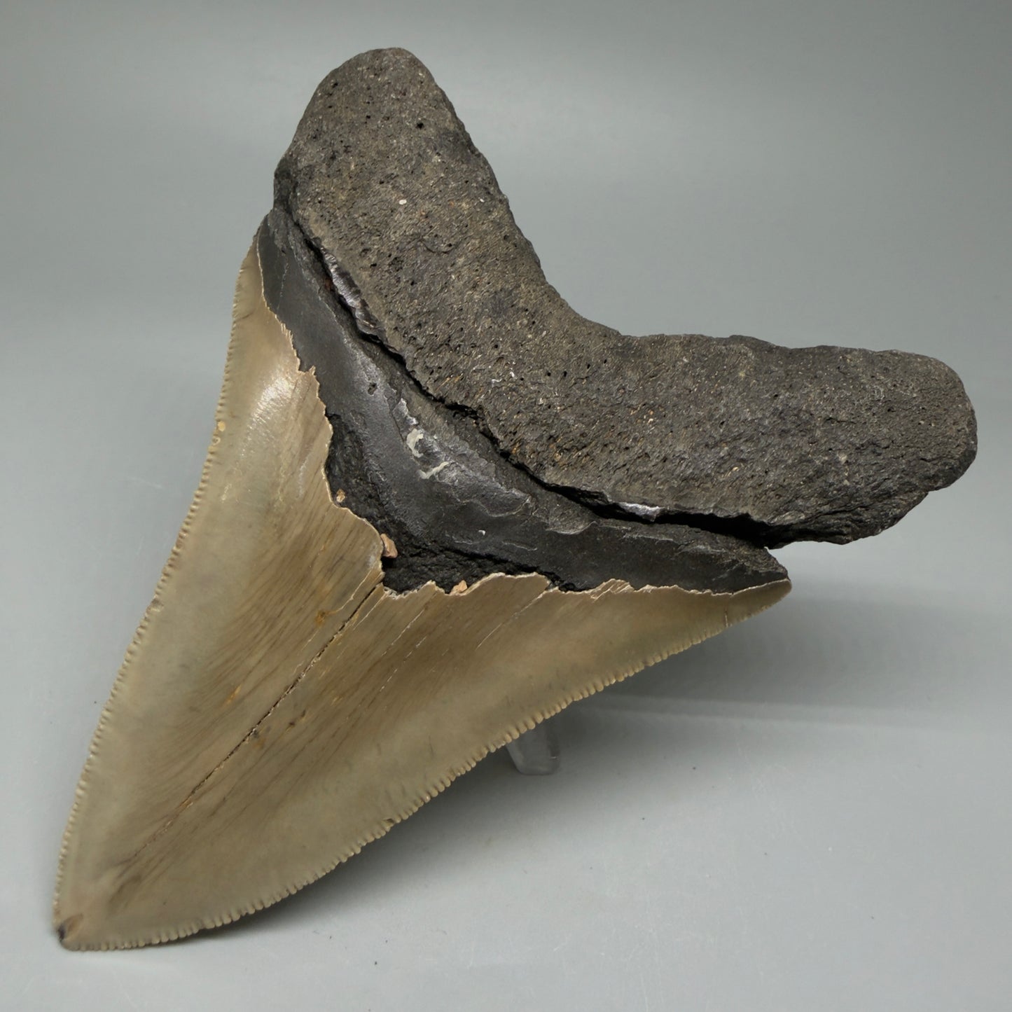 Back Right View Colorful 4.96" Authentic Megalodon Tooth – North Carolina Fossil | Carcharocles megalodon CM6060