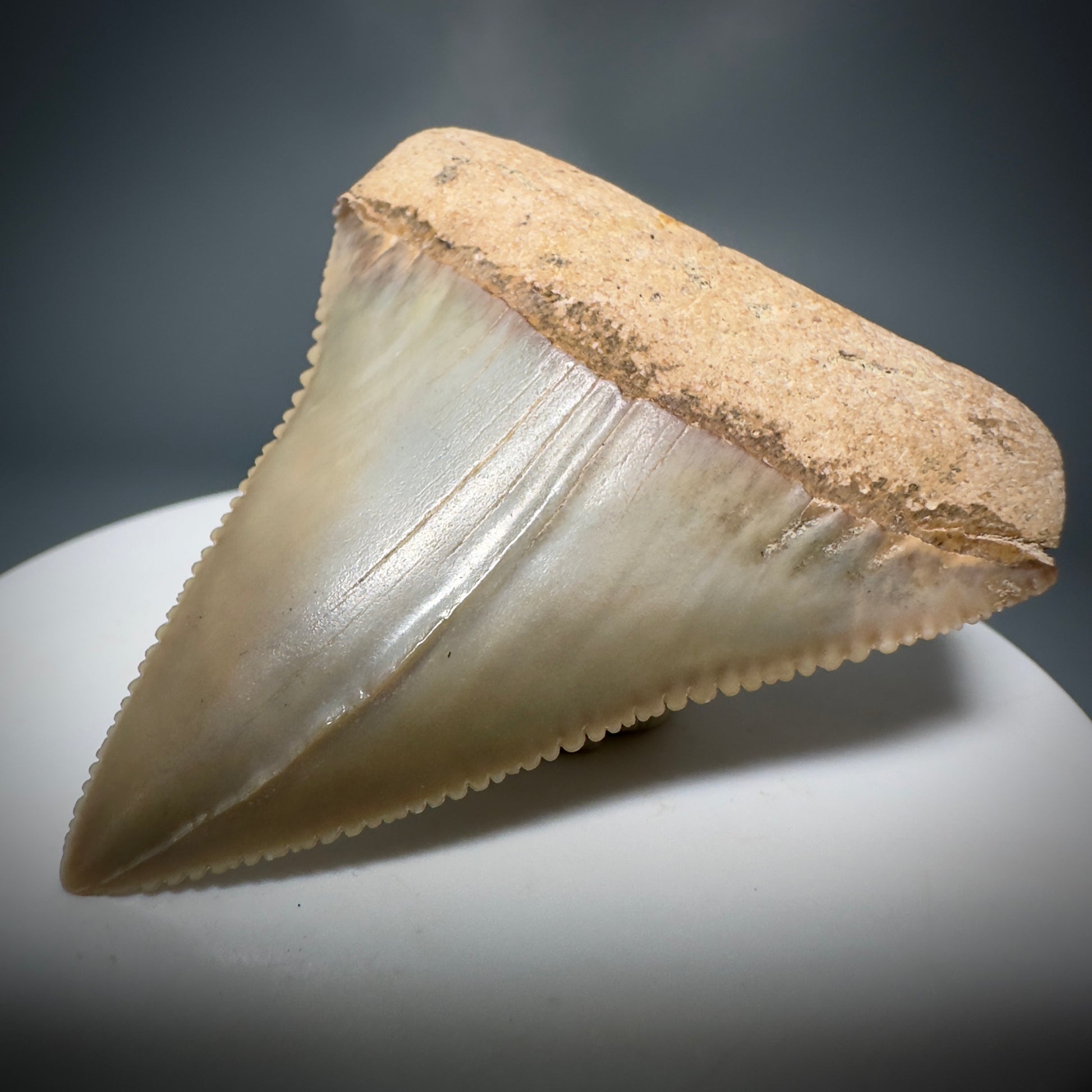 Outstanding, deformed, colorful 2.10" Fossil Great White Tooth from Sacaco, Peru GW1220 - Front Right 1