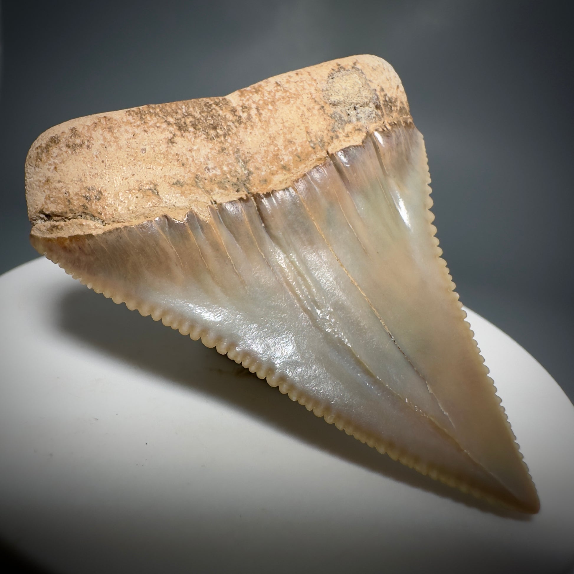 Outstanding, deformed, colorful 2.10" Fossil Great White Tooth from Sacaco, Peru GW1220 - Back Left