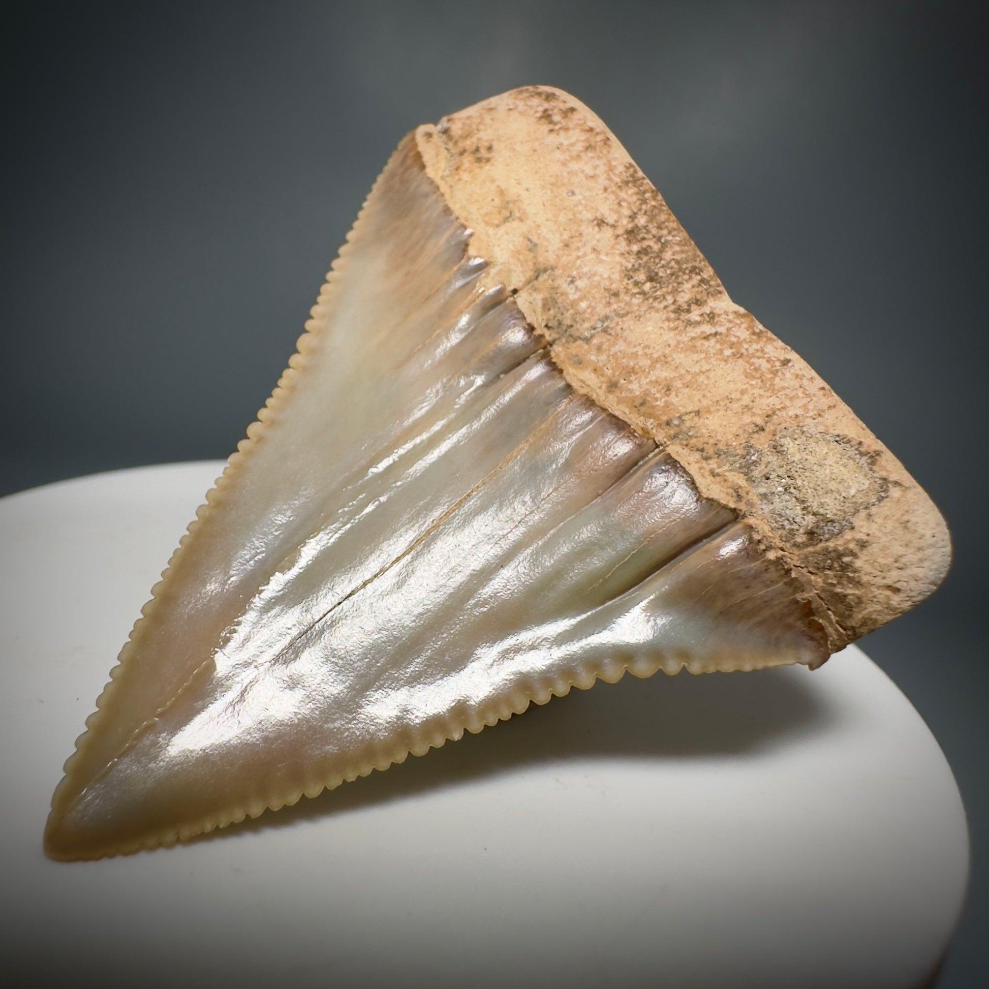 Outstanding, deformed, colorful 2.10" Fossil Great White Tooth from Sacaco, Peru GW1220 - Back Right