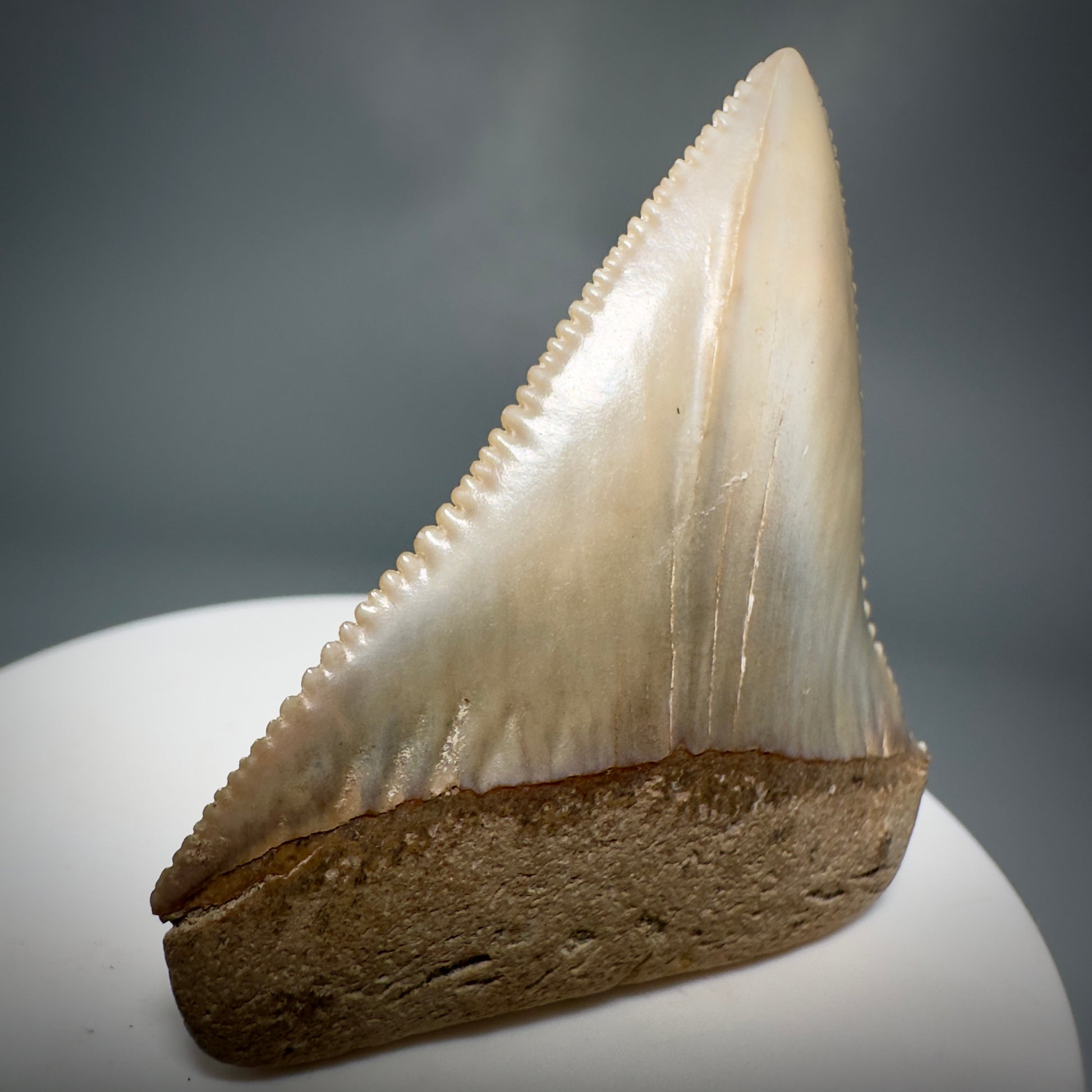 Outstanding, deformed, colorful 2.10" Fossil Great White Tooth from Sacaco, Peru GW1220 - Front Left