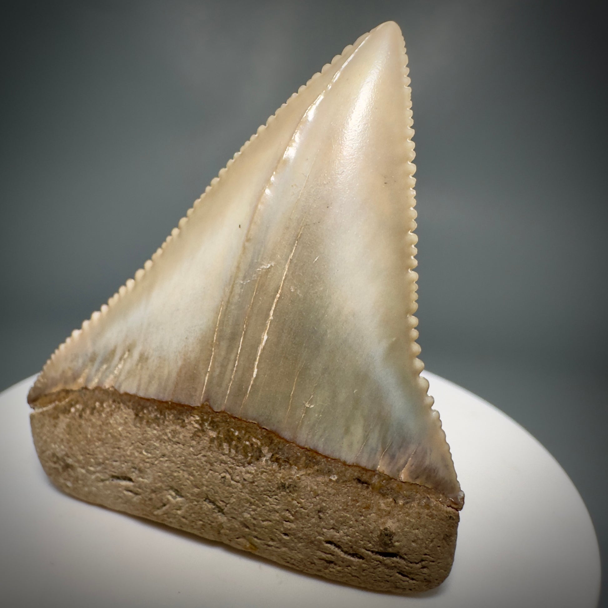 Outstanding, deformed, colorful 2.10" Fossil Great White Tooth from Sacaco, Peru GW1220 - Front Back