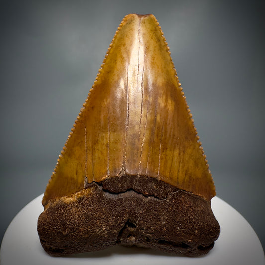 Colorful, Sharply serrated 2.58" Fossil Great White Shark Tooth - Cooper River, SC GW1224 - Front