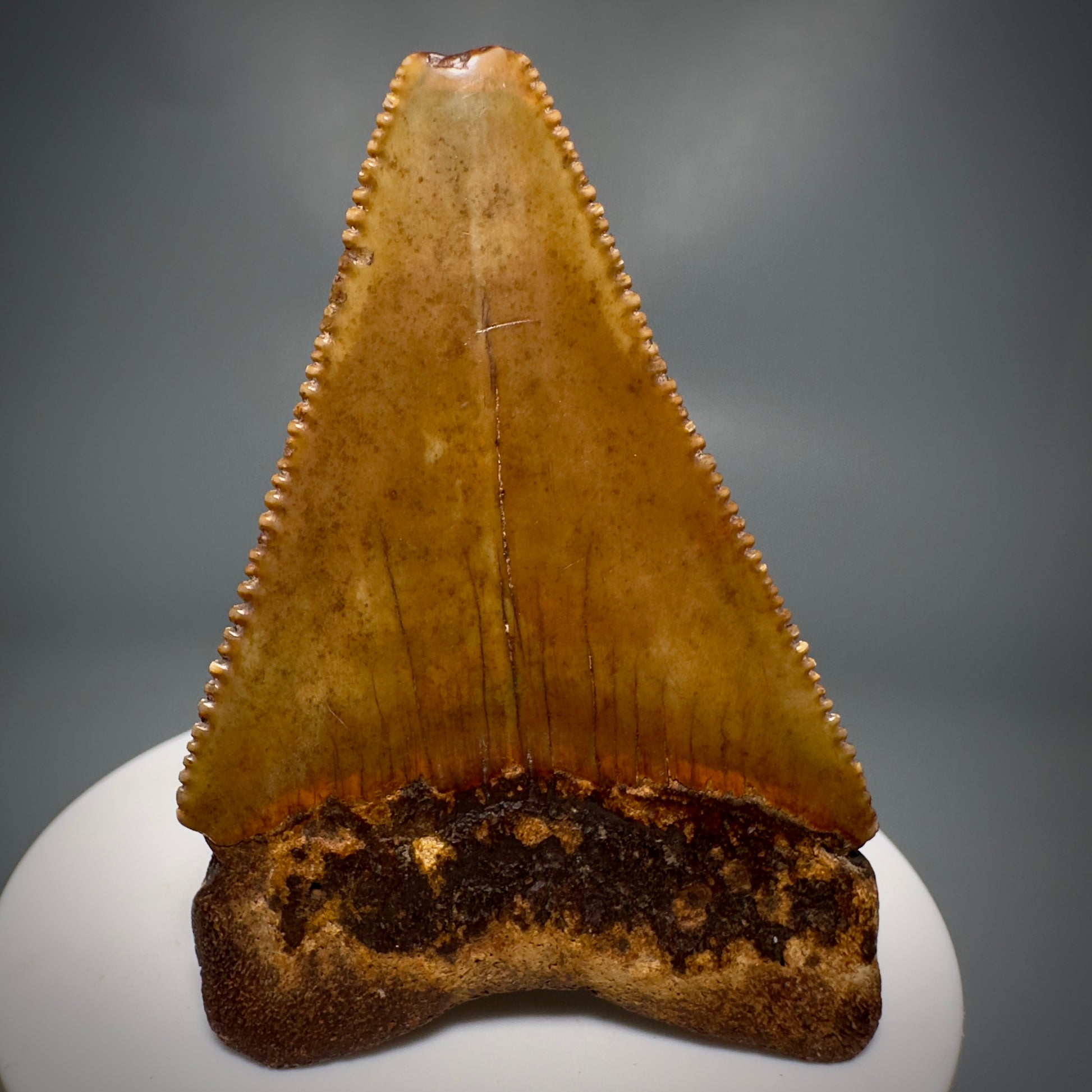 Colorful, Sharply serrated 2.58" Fossil Great White Shark Tooth - Cooper River, SC GW1224 - Back 