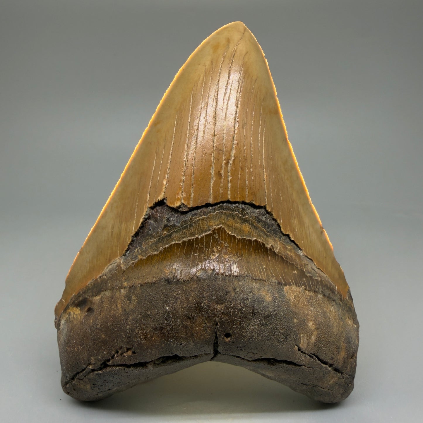 Front View Colorful 4.84" Authentic Megalodon Tooth – North Carolina Fossil | Carcharocles megalodon CM6059 - 2