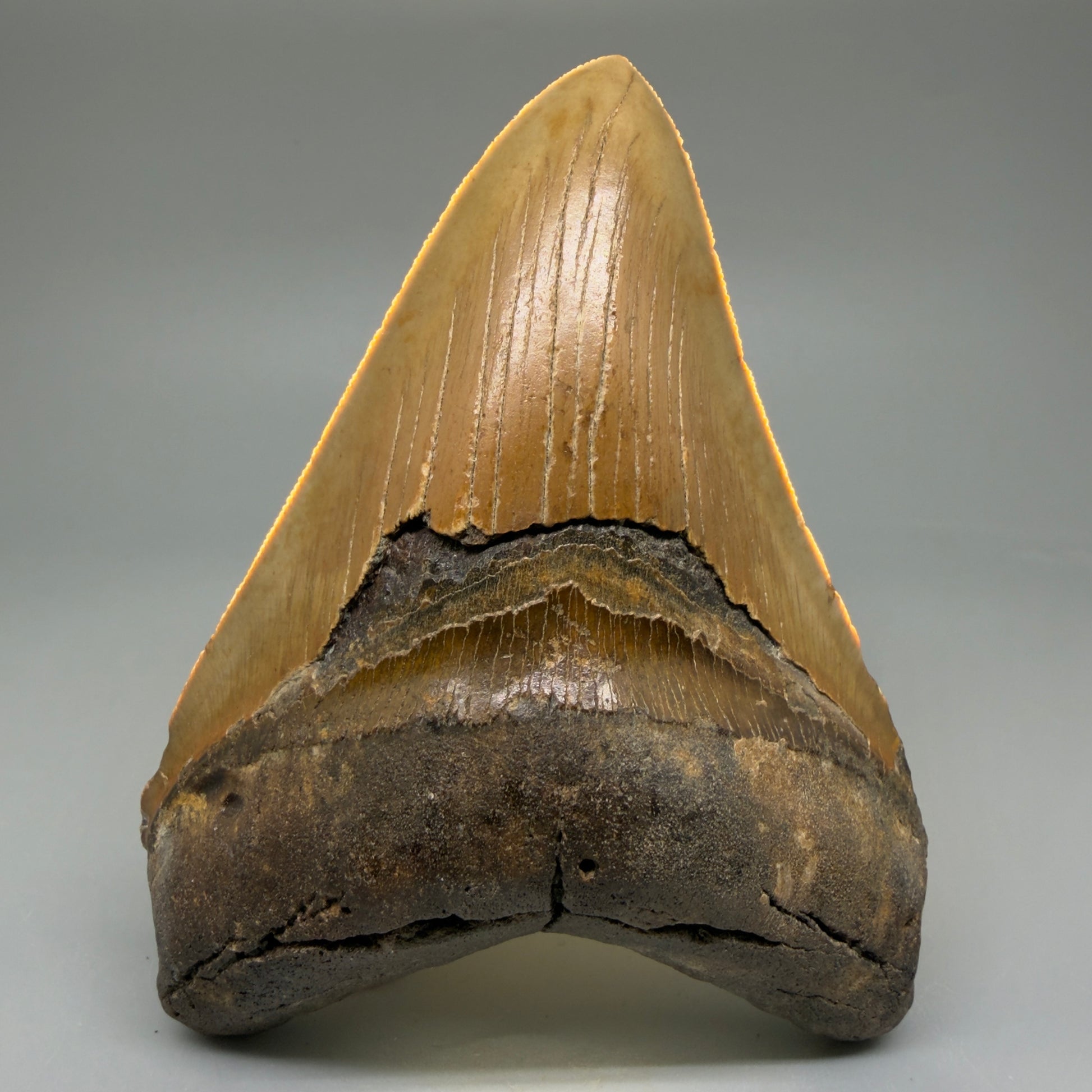Front View Colorful 4.84" Authentic Megalodon Tooth – North Carolina Fossil | Carcharocles megalodon CM6059 - 2
