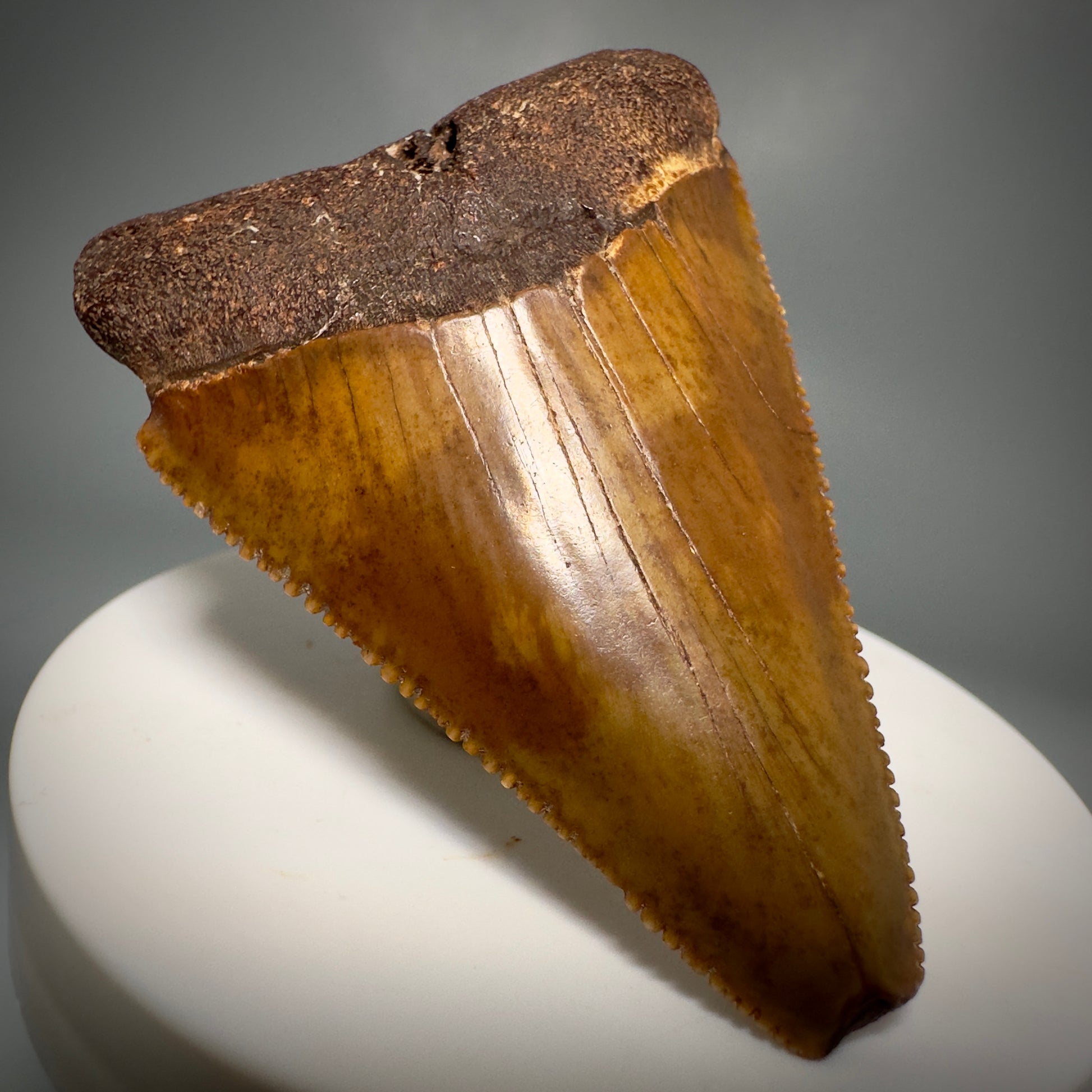 Colorful, Sharply serrated 2.58" Fossil Great White Shark Tooth - Cooper River, SC GW1224 - Front Left
