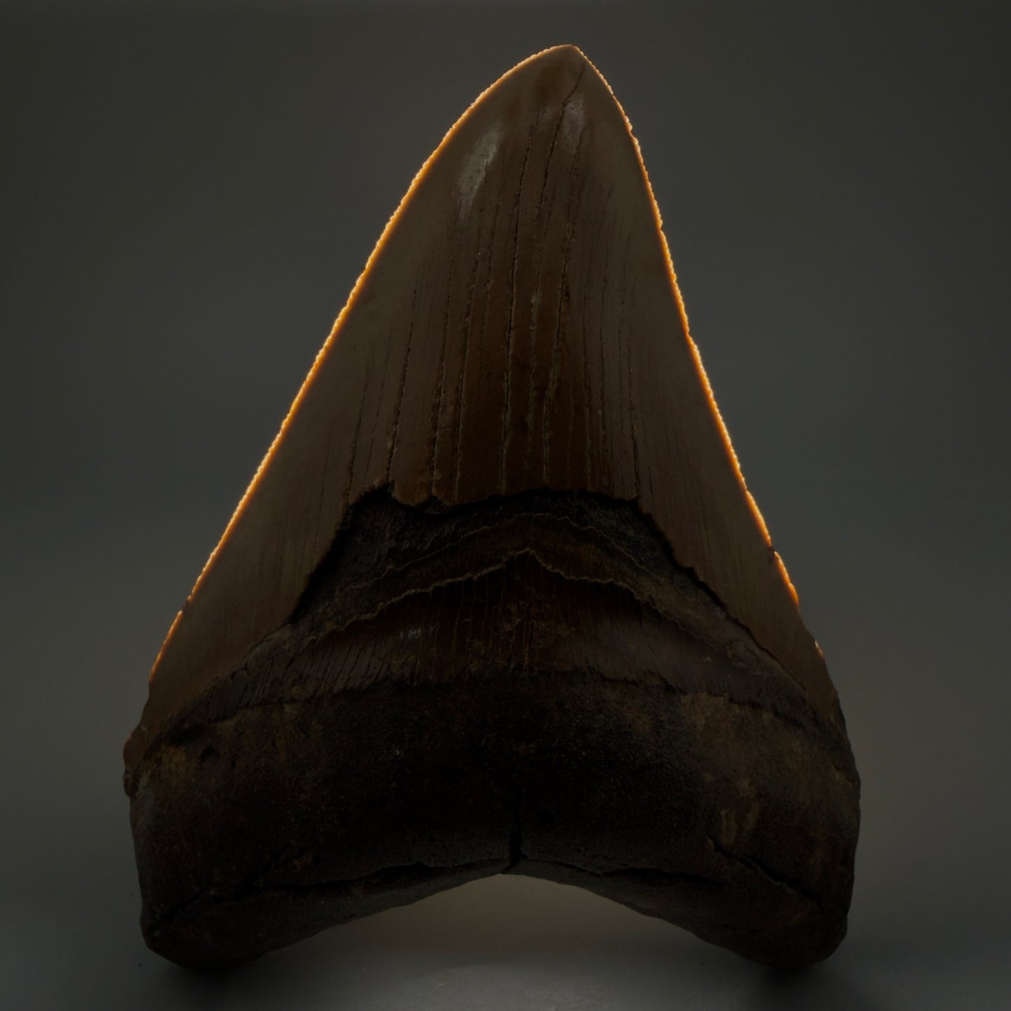 Front View Colorful 4.84" Authentic Megalodon Tooth – North Carolina Fossil | Carcharocles megalodon CM6059 - 1
