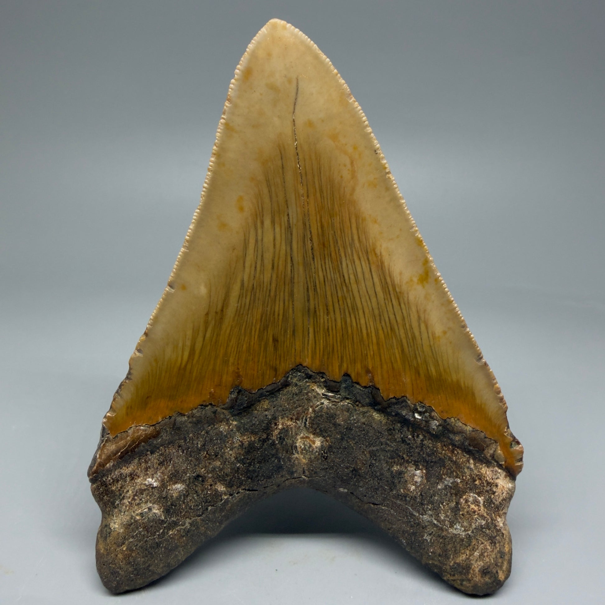 Back View Colorful 4.84" Authentic Megalodon Tooth – North Carolina Fossil | Carcharocles megalodon CM6059