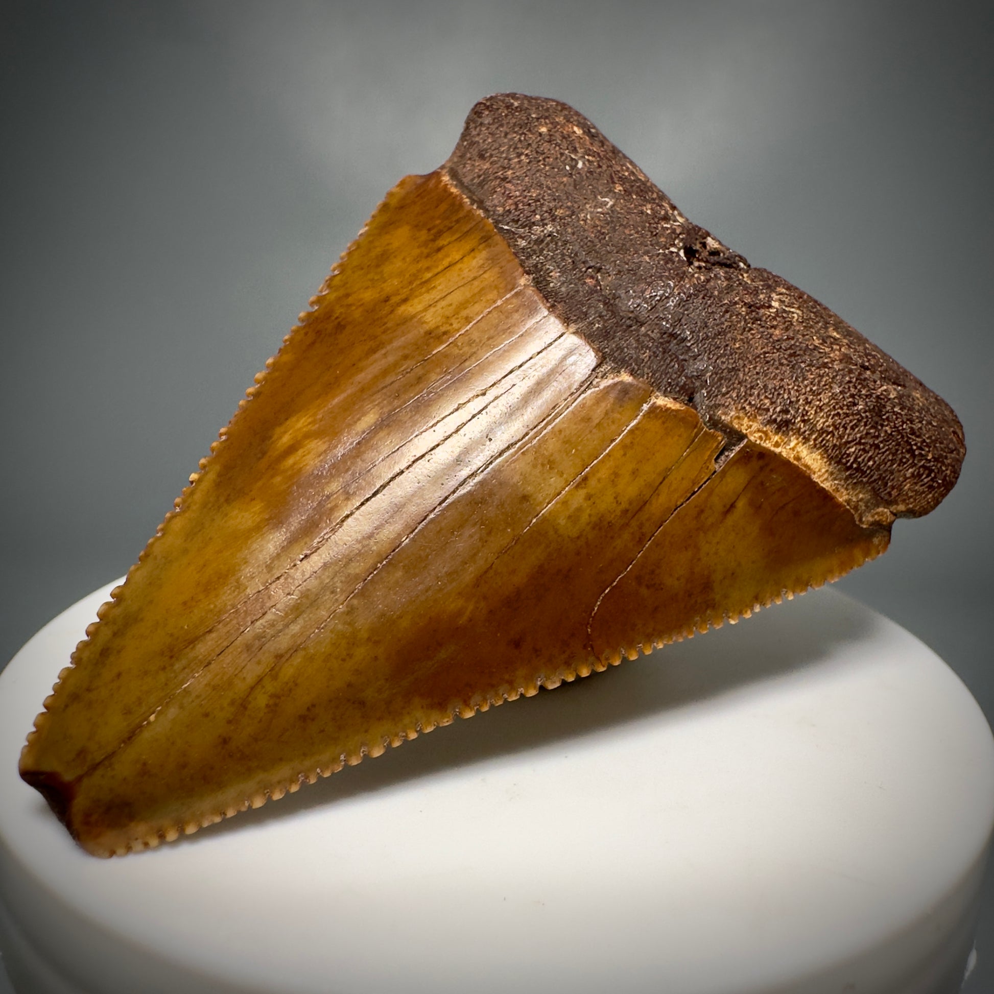 Colorful, Sharply serrated 2.58" Fossil Great White Shark Tooth - Cooper River, SC GW1224 - Front Right