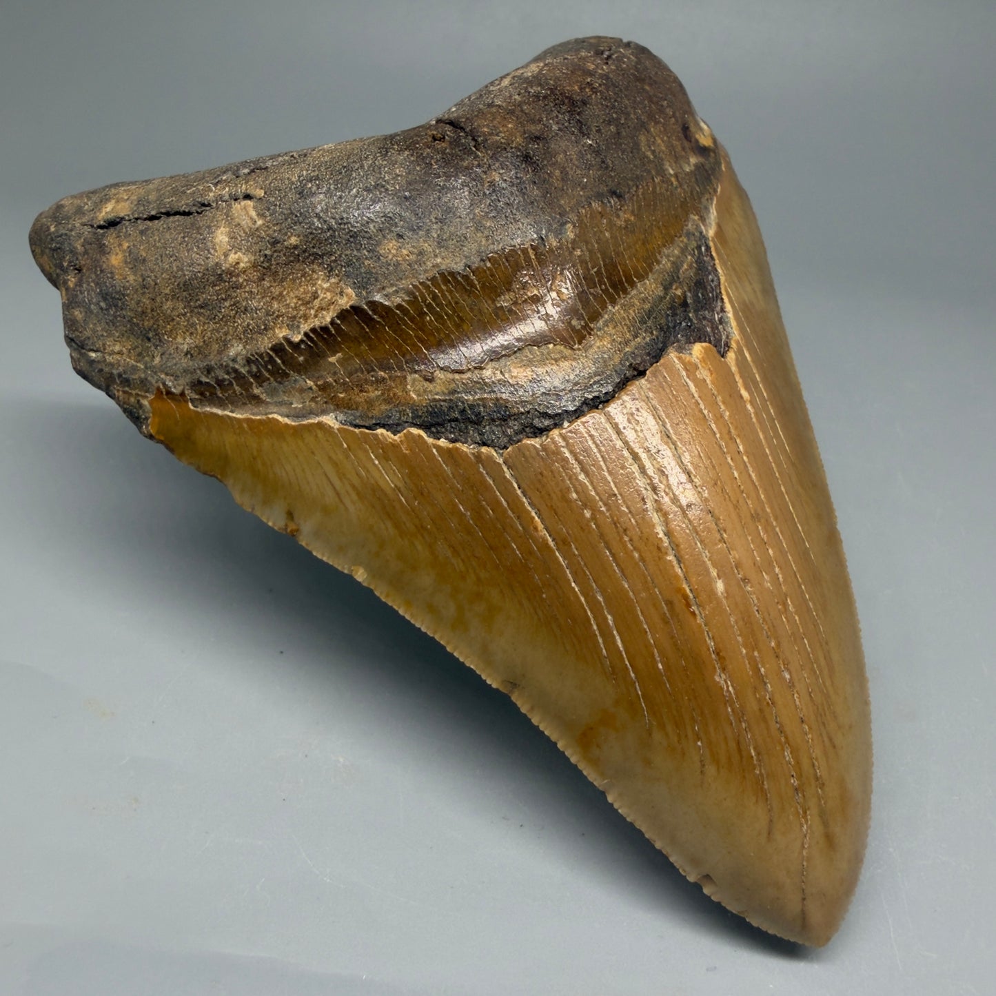 Front Left View Colorful 4.84" Authentic Megalodon Tooth – North Carolina Fossil | Carcharocles megalodon CM6059
