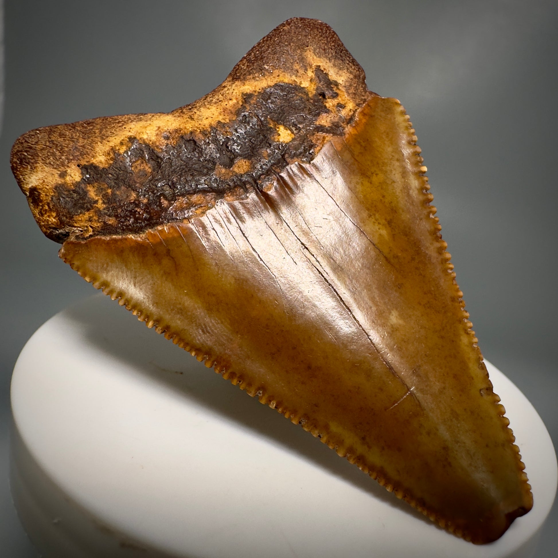 Colorful, Sharply serrated 2.58" Fossil Great White Shark Tooth - Cooper River, SC GW1224 - Back Left