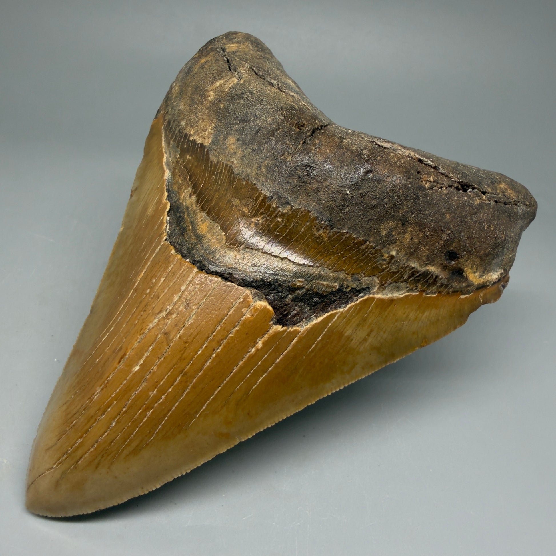 Front Right View Colorful 4.84" Authentic Megalodon Tooth – North Carolina Fossil | Carcharocles megalodon CM6059