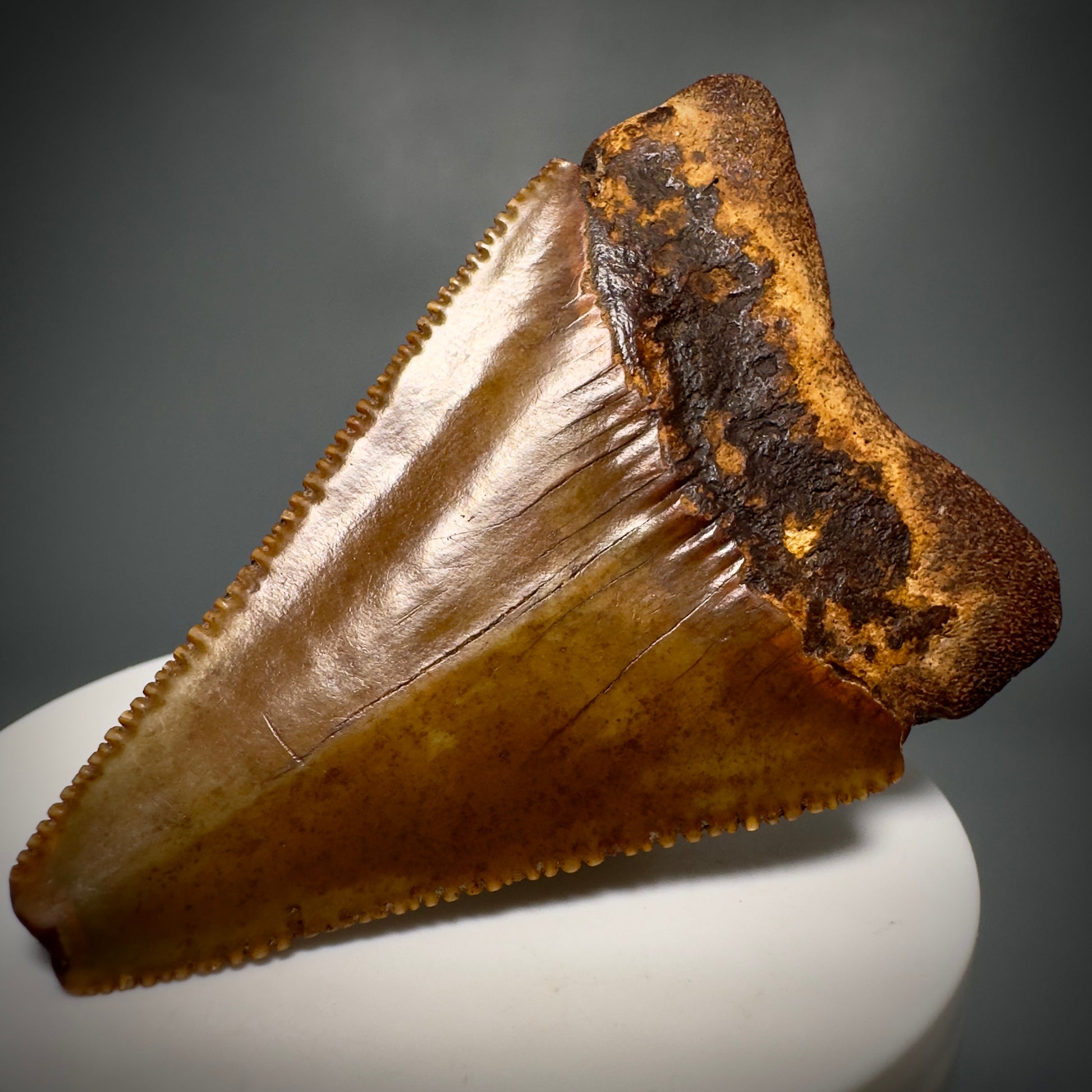 Colorful, Sharply serrated 2.58" Fossil Great White Shark Tooth - Cooper River, SC GW1224 - Back Right