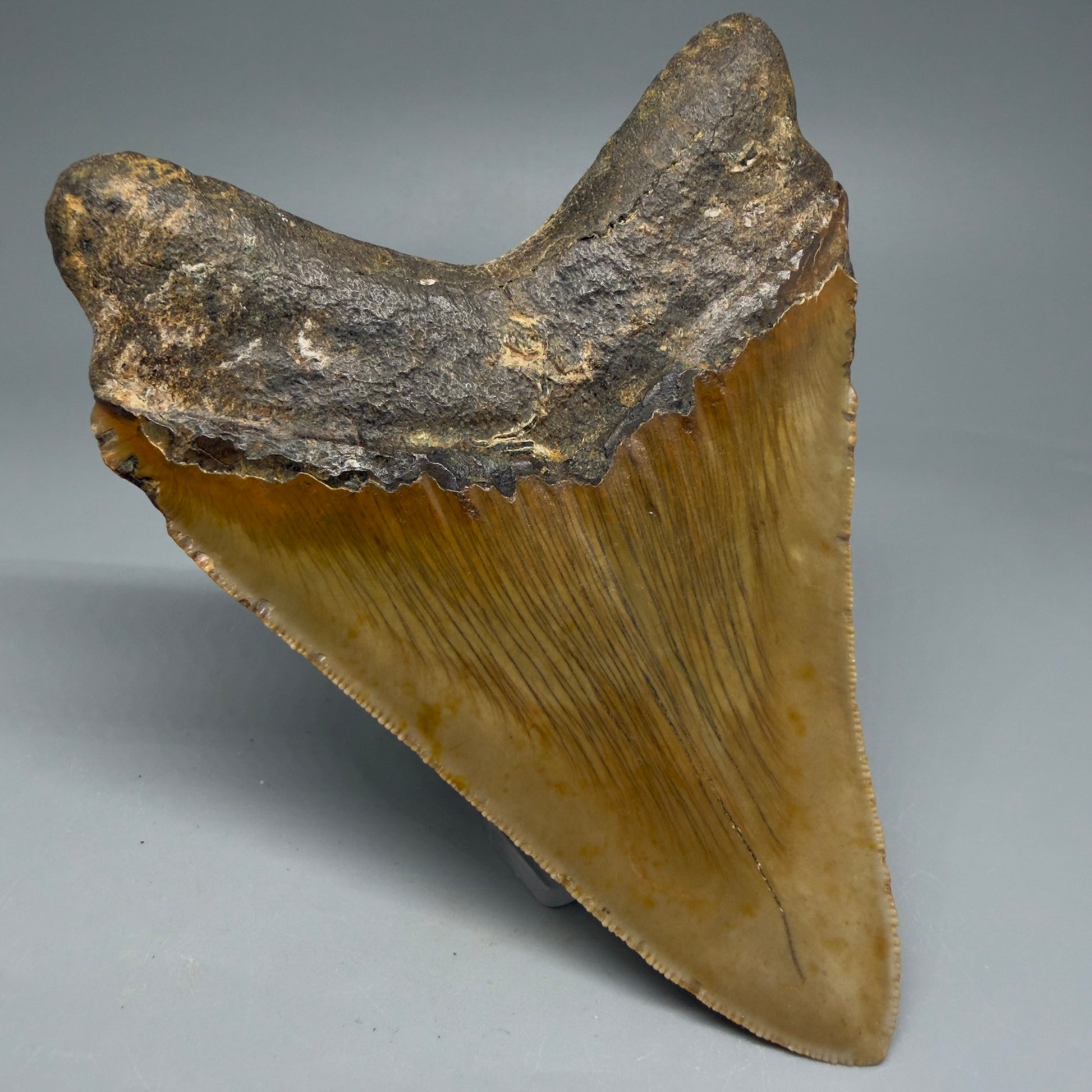Back Left View Colorful 4.84" Authentic Megalodon Tooth – North Carolina Fossil | Carcharocles megalodon CM6059
