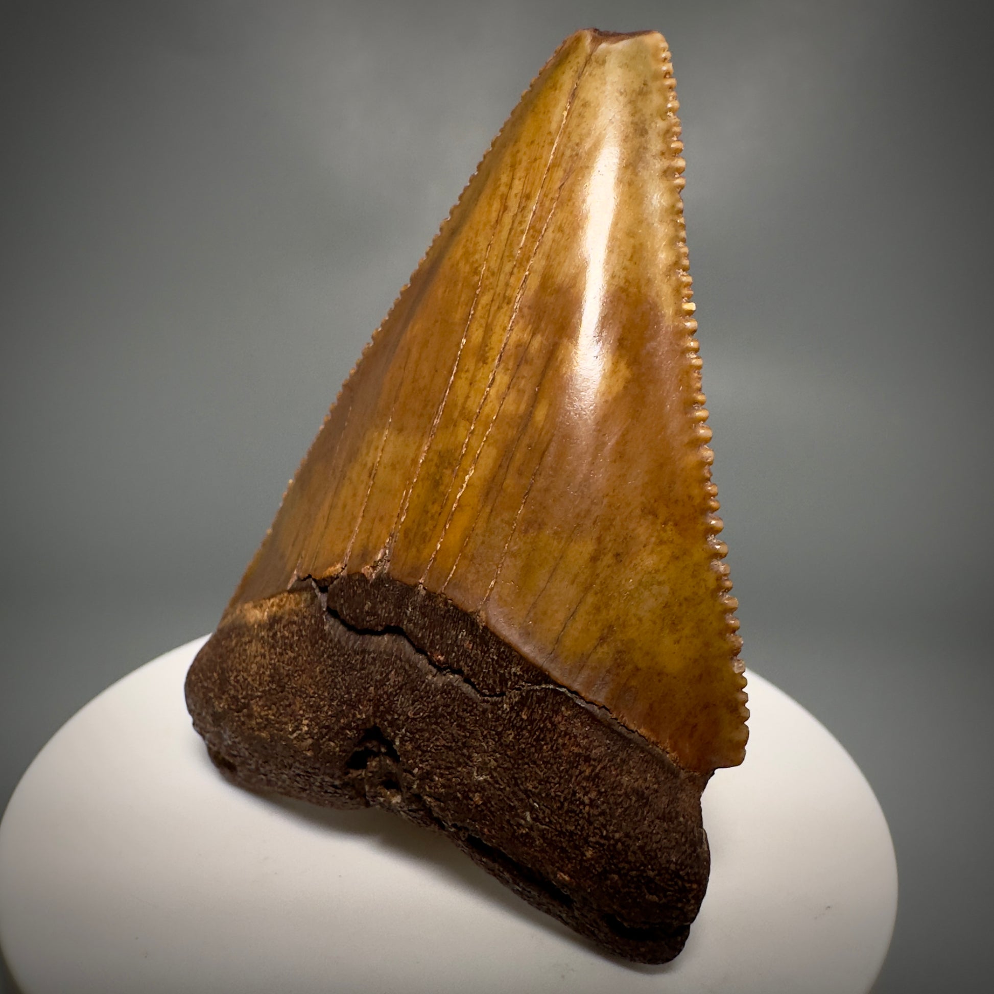 Colorful, Sharply serrated 2.58" Fossil Great White Shark Tooth - Cooper River, SC GW1224 - Front Right