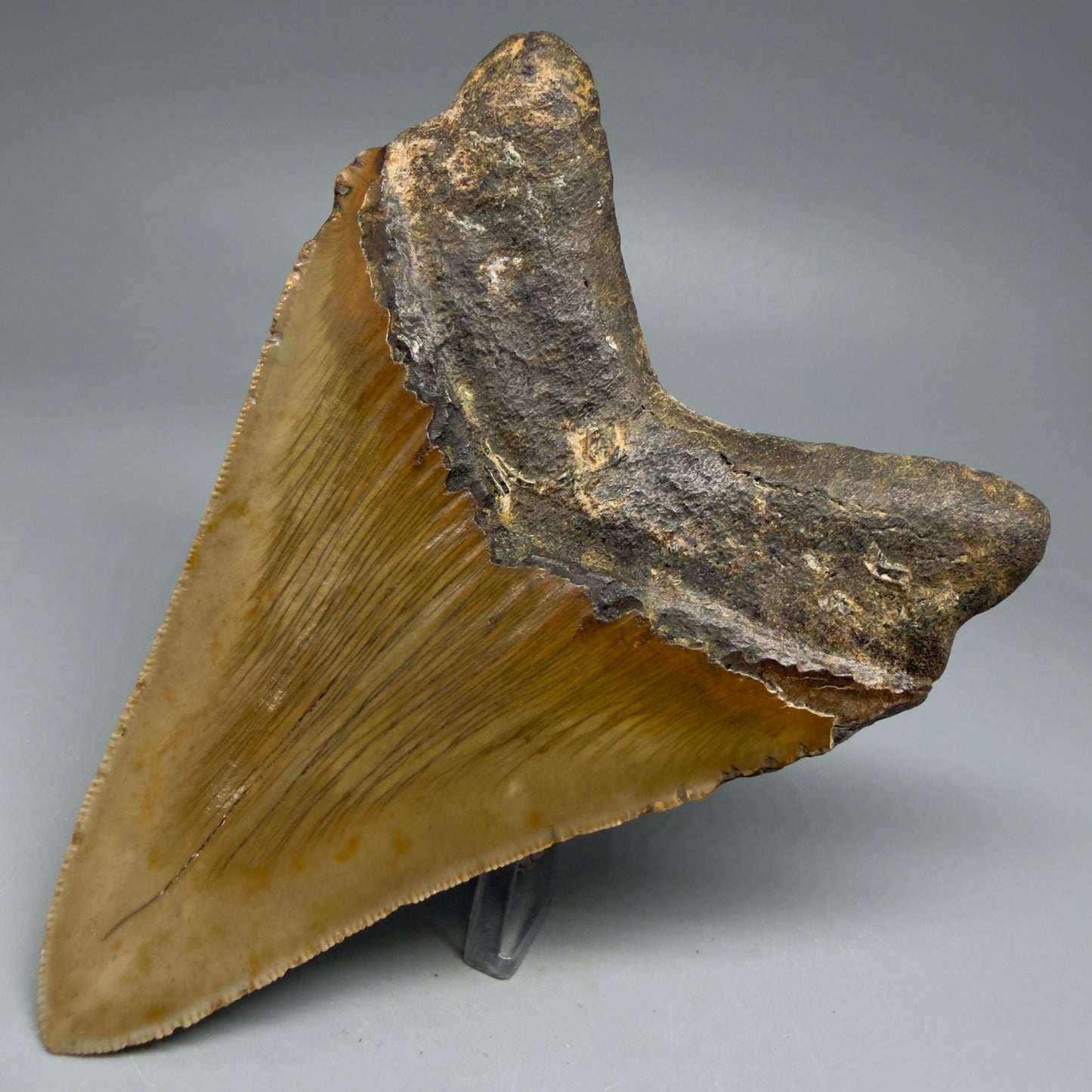 Back Right View Colorful 4.84" Authentic Megalodon Tooth – North Carolina Fossil | Carcharocles megalodon CM6059