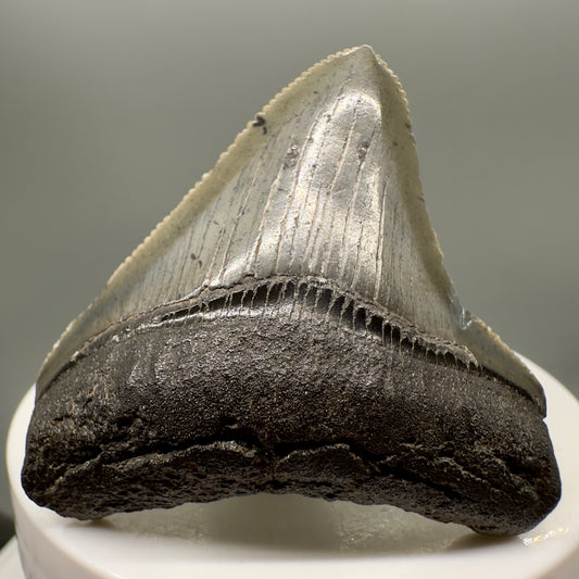 Sharply serrated posterior 1.96" Authentic Fossil Megalodon Tooth from South Carolina CM4716 - Front 