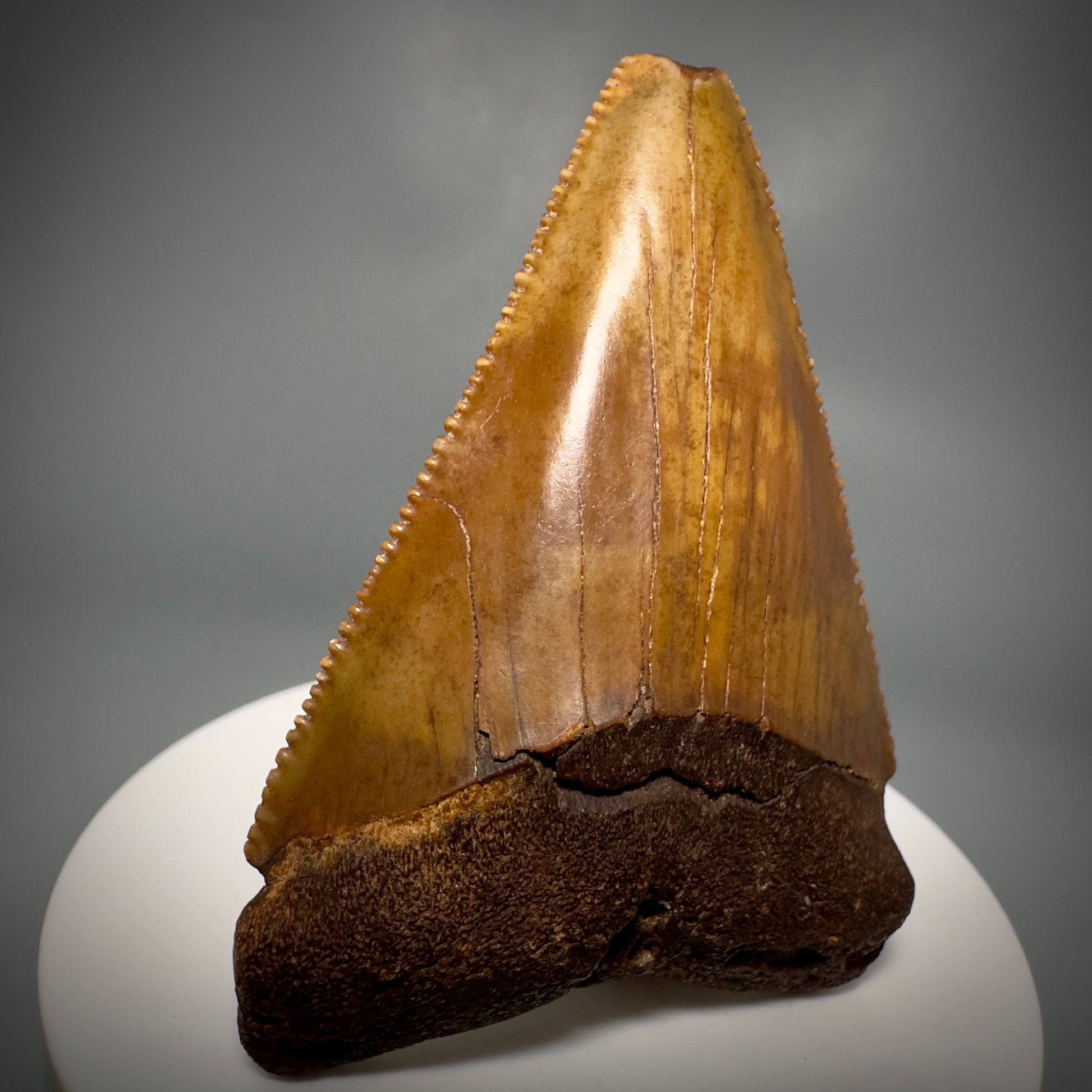 Colorful, Sharply serrated 2.58" Fossil Great White Shark Tooth - Cooper River, SC GW1224 - Front Left
