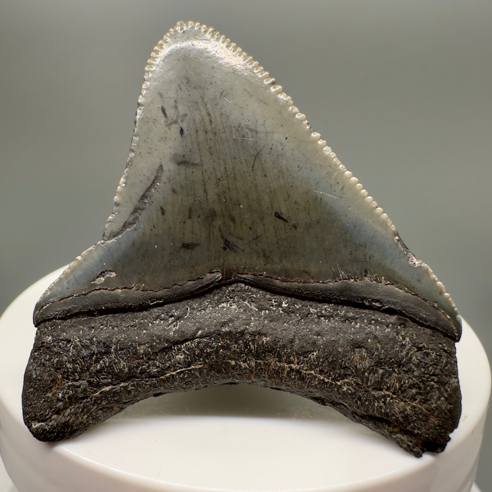 Sharply serrated posterior 1.96" Authentic Fossil Megalodon Tooth from South Carolina CM4716 - Back