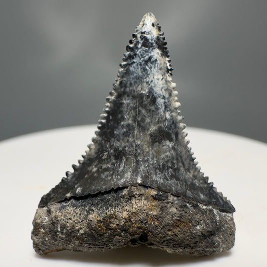 Colorful, sharply serrated 1.12" Fossil Great White Tooth from Sarasota, Florida GW1225 - Front