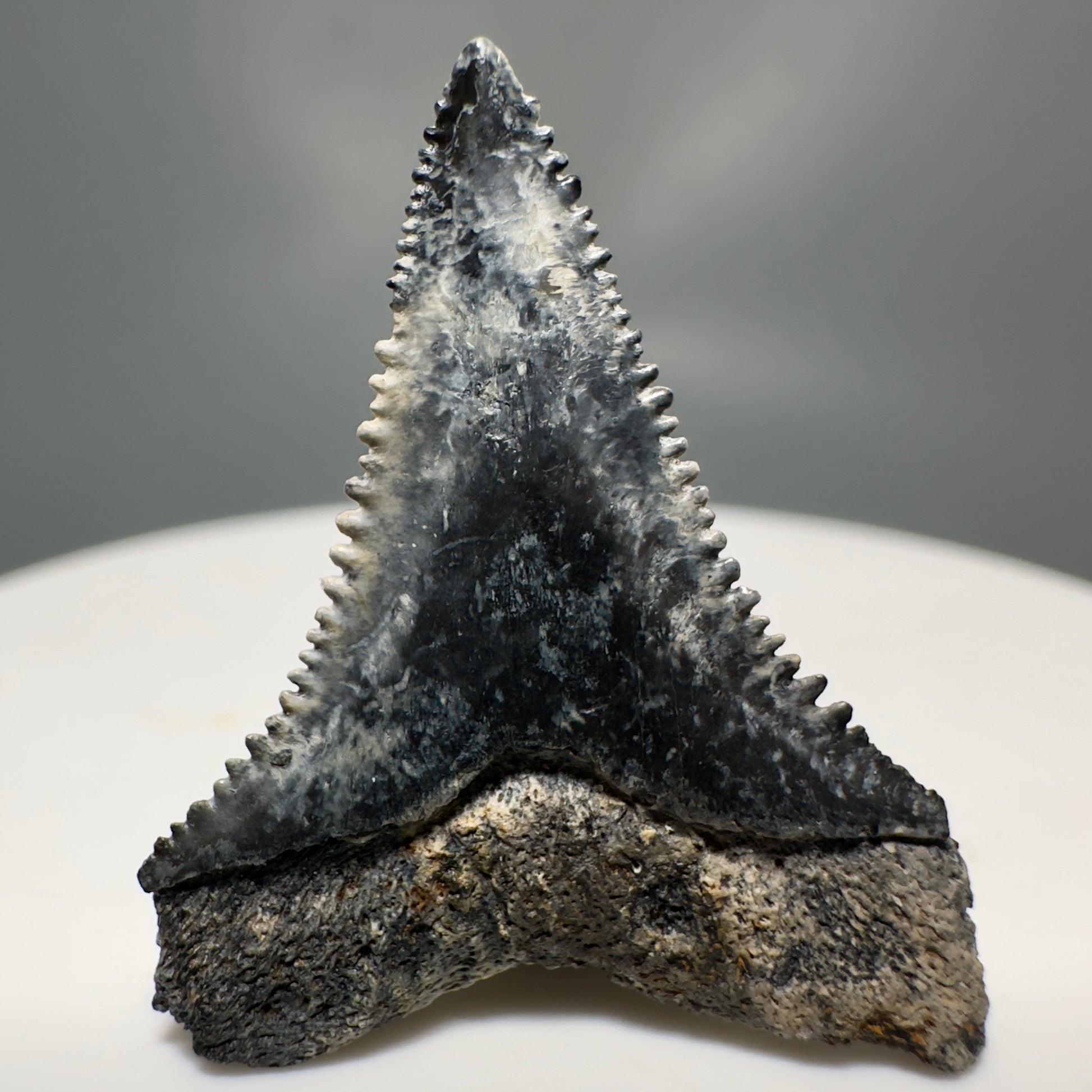 Colorful, sharply serrated 1.12" Fossil Great White Toolth from Sarasota, Florida GW1225 - Back