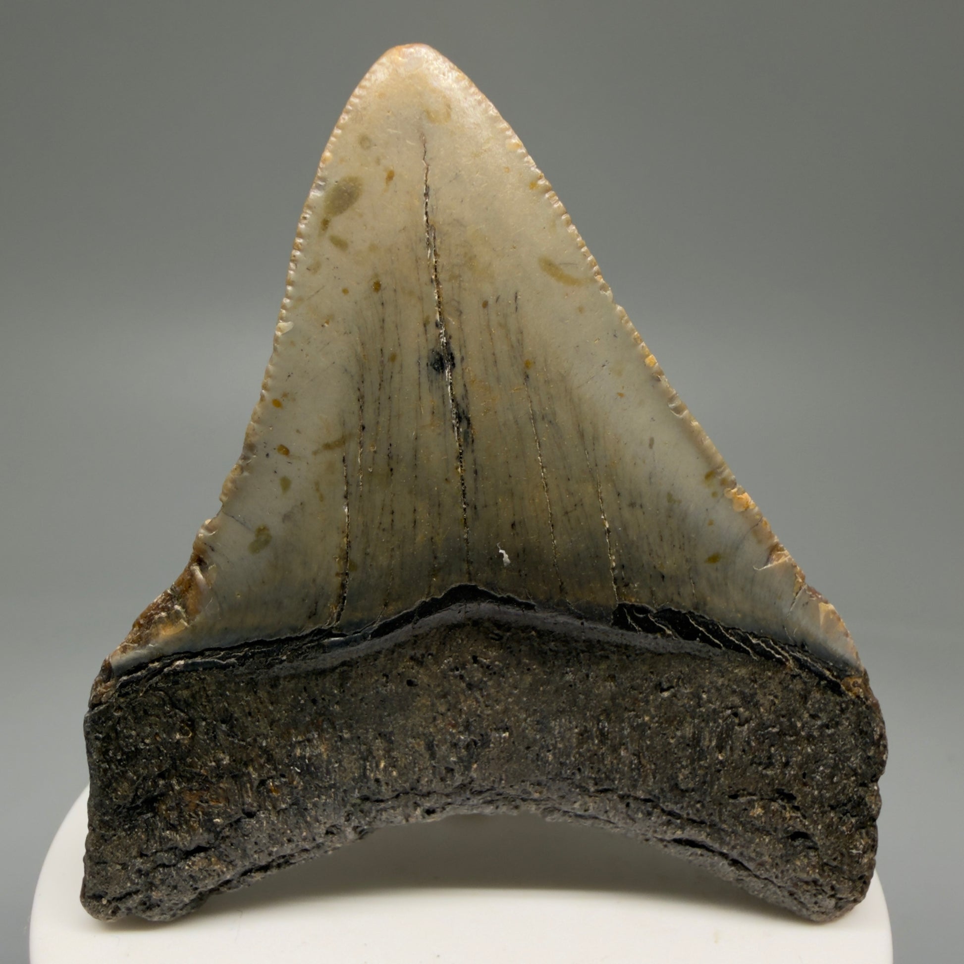 Back View Lateral 2.91" Fossil Megalodon Tooth - Authentic Carcharocles megalodon Fossil from North Carolina CM5765