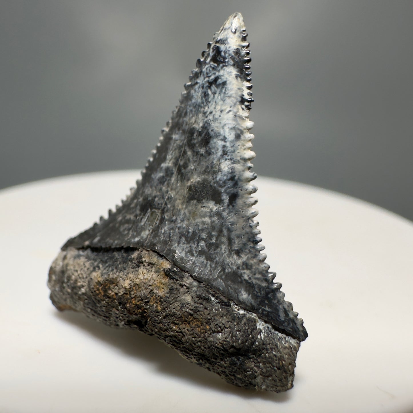 Colorful, sharply serrated 1.12" Fossil Great White Tooth from Sarasota, Florida GW1225 - Front Right