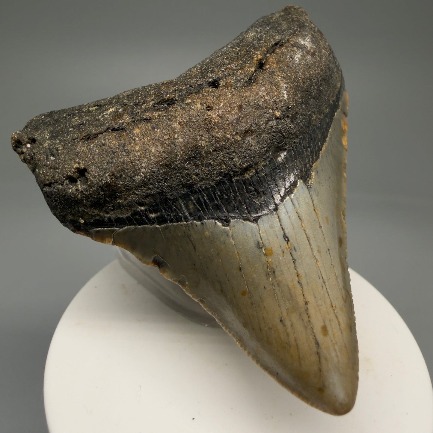 Front Left View Lateral 2.91" Fossil Megalodon Tooth - Authentic Carcharocles megalodon Fossil from North Carolina CM5765