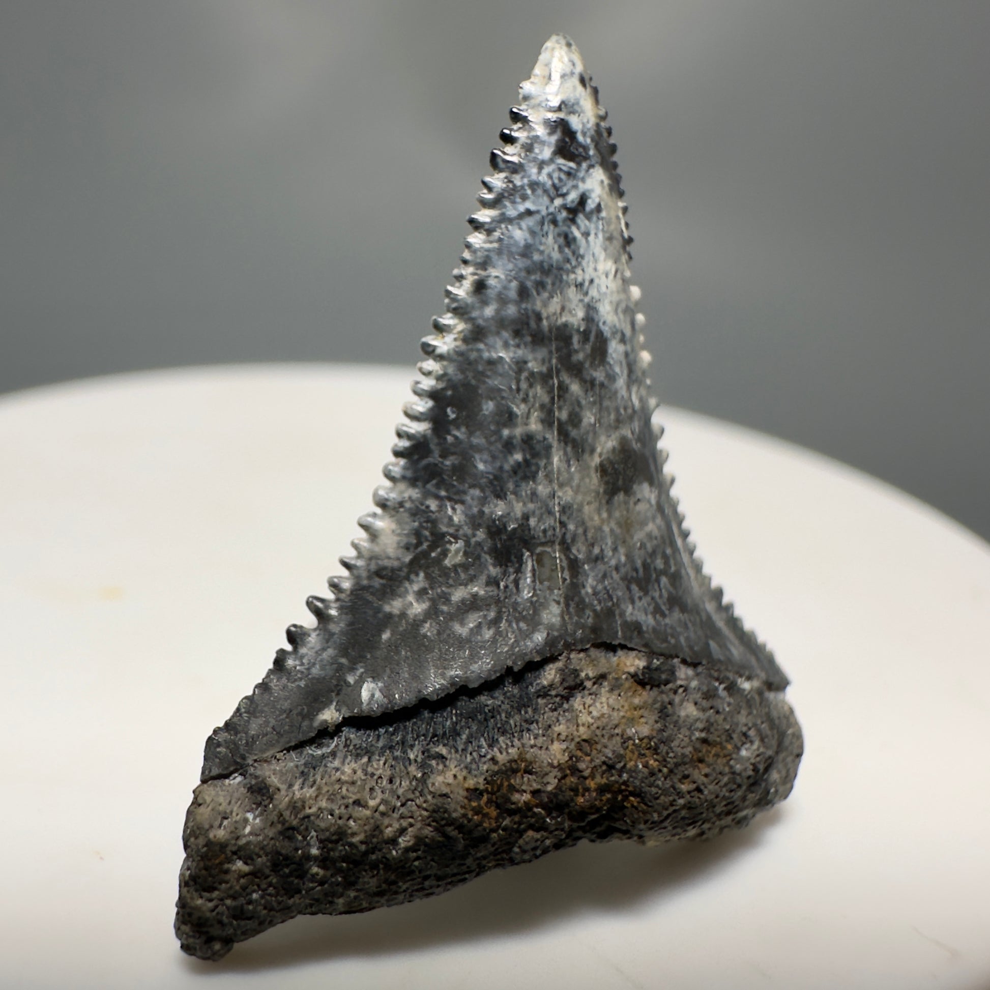 Colorful, sharply serrated 1.12" Fossil Great White Tooth from Sarasota, Florida GW1225 - Front Left