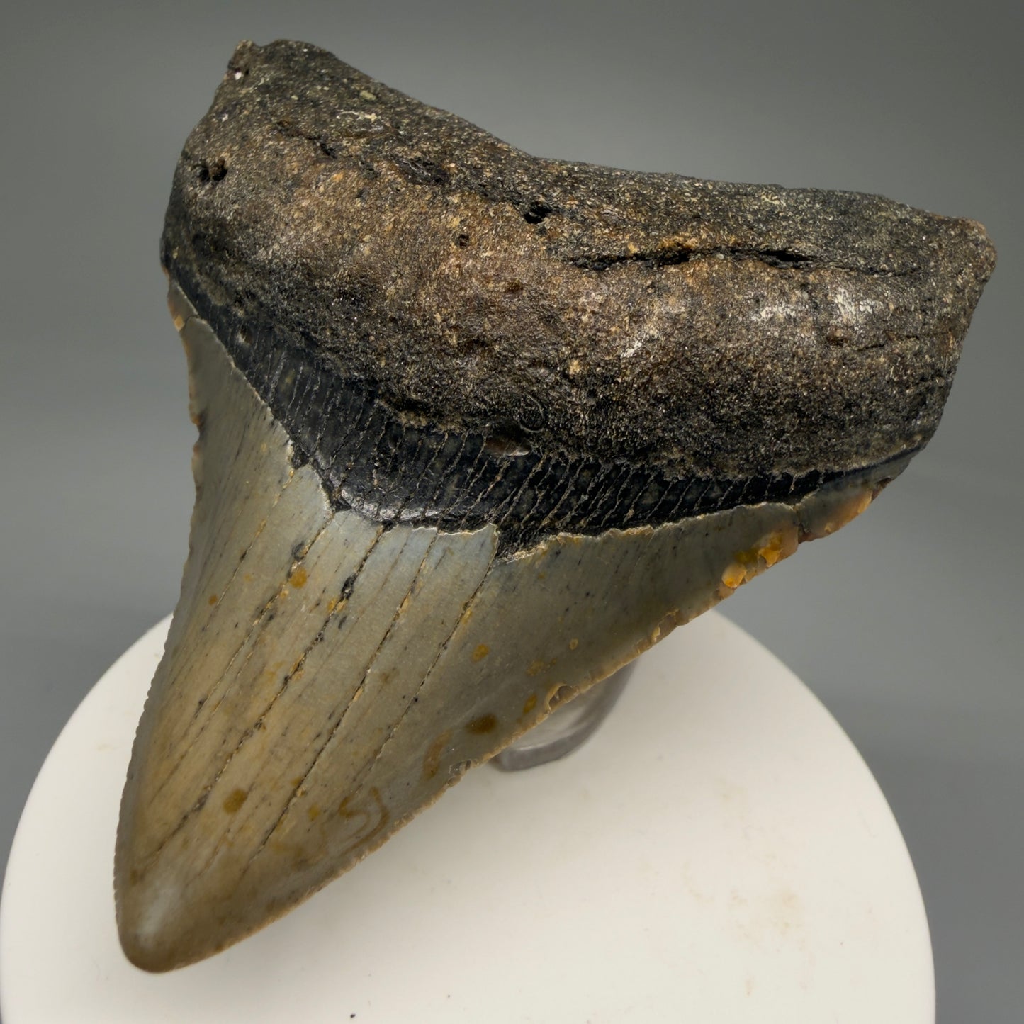 Front Right View Lateral 2.91" Fossil Megalodon Tooth - Authentic Carcharocles megalodon Fossil from North Carolina CM5765