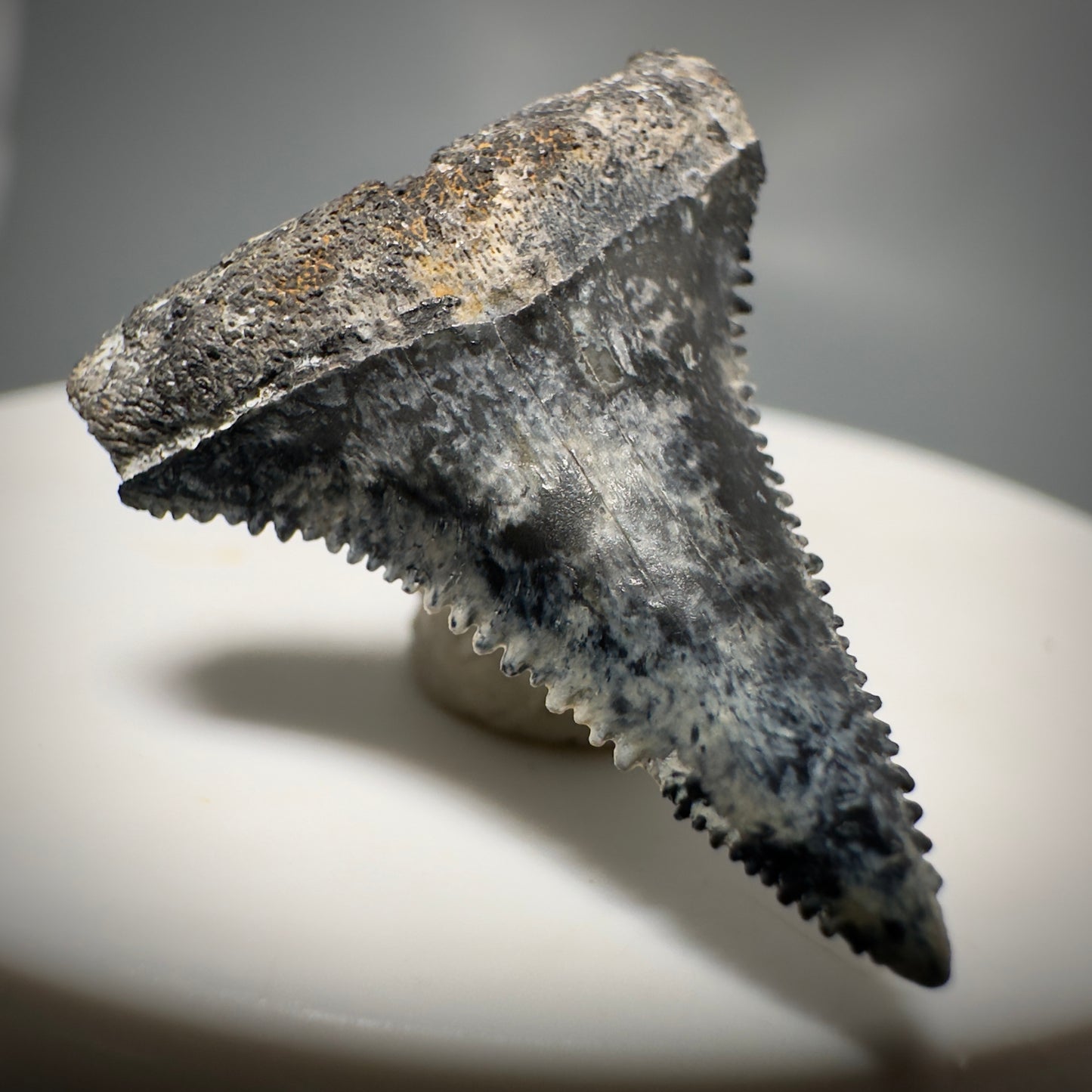 Colorful, sharply serrated 1.12" Fossil Great White Tooth from Sarasota, Florida GW1225 - Front Left