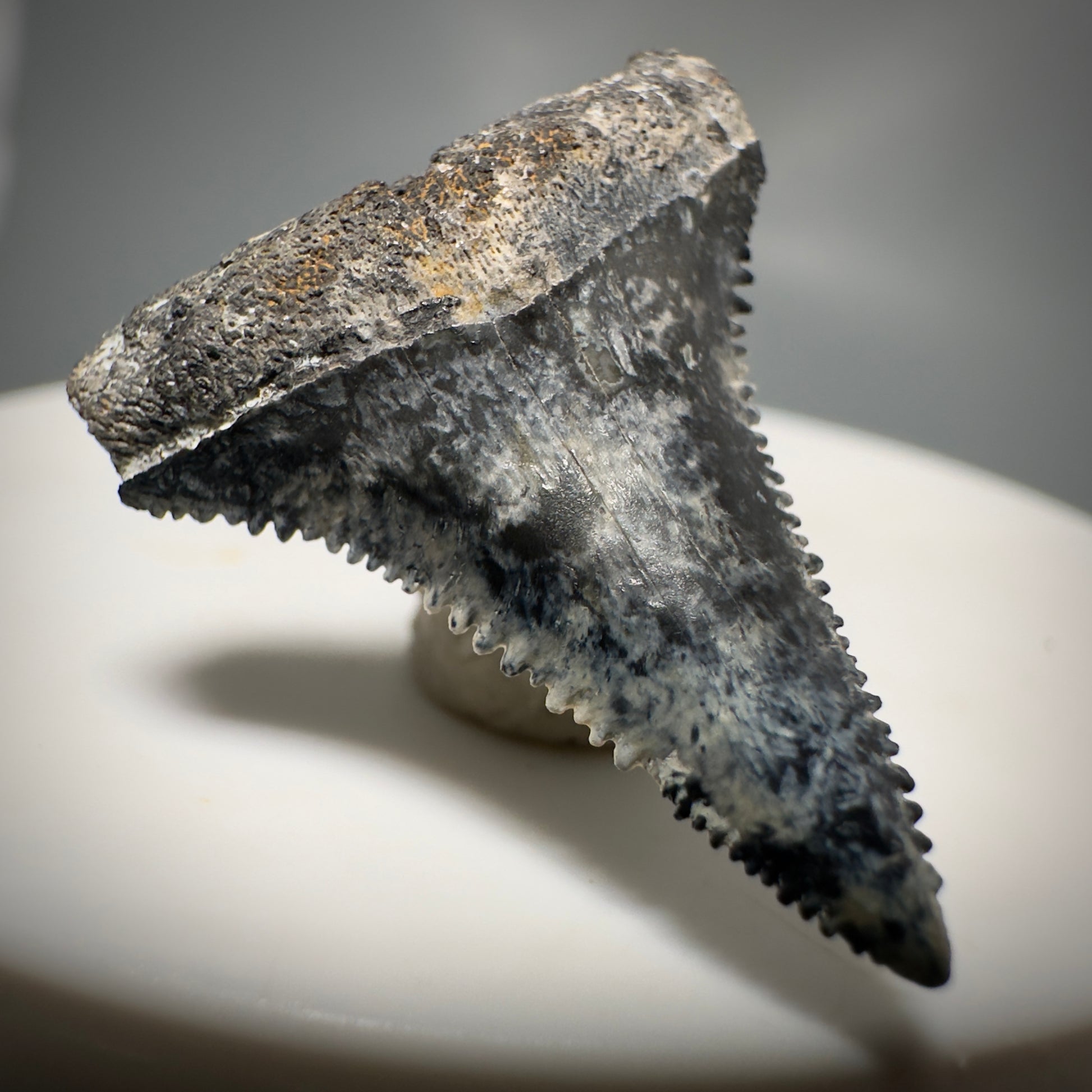 Colorful, sharply serrated 1.12" Fossil Great White Tooth from Sarasota, Florida GW1225 - Front Left