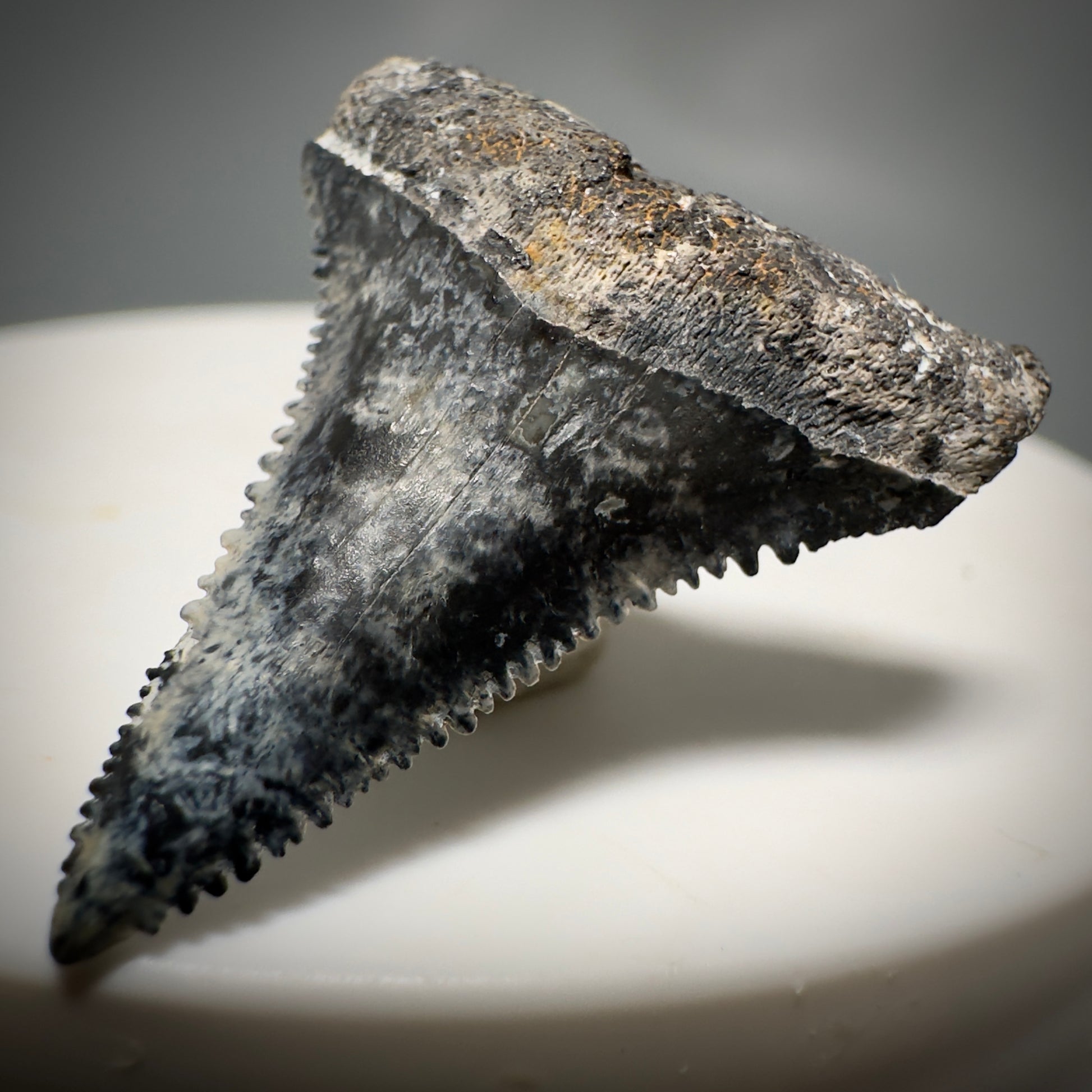 Colorful, sharply serrated 1.12" Fossil Great White Tooth from Sarasota, Florida GW1225 - Front Right