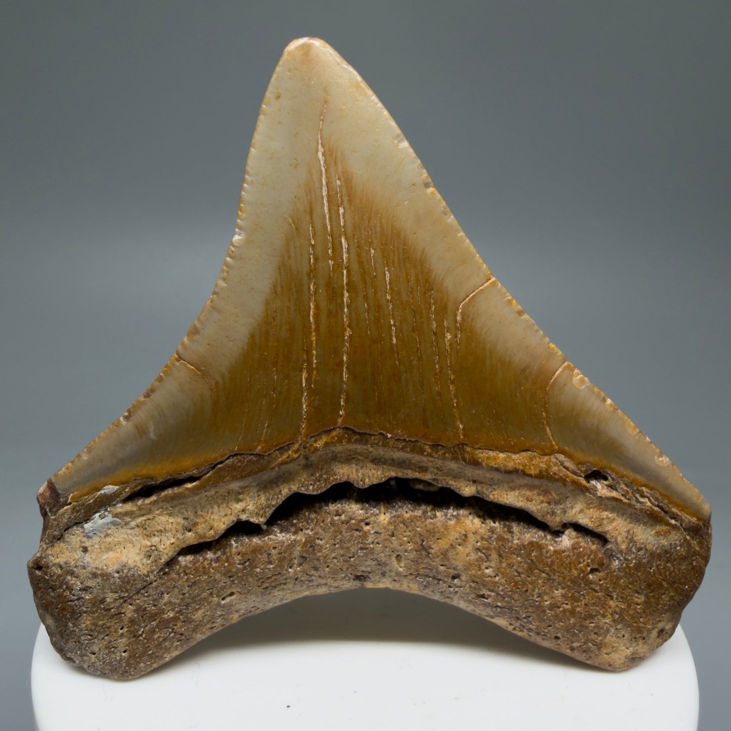 Back View Lateral 2.76" Fossil Megalodon Tooth - Authentic Carcharocles megalodon Fossil from North Carolina CM5764