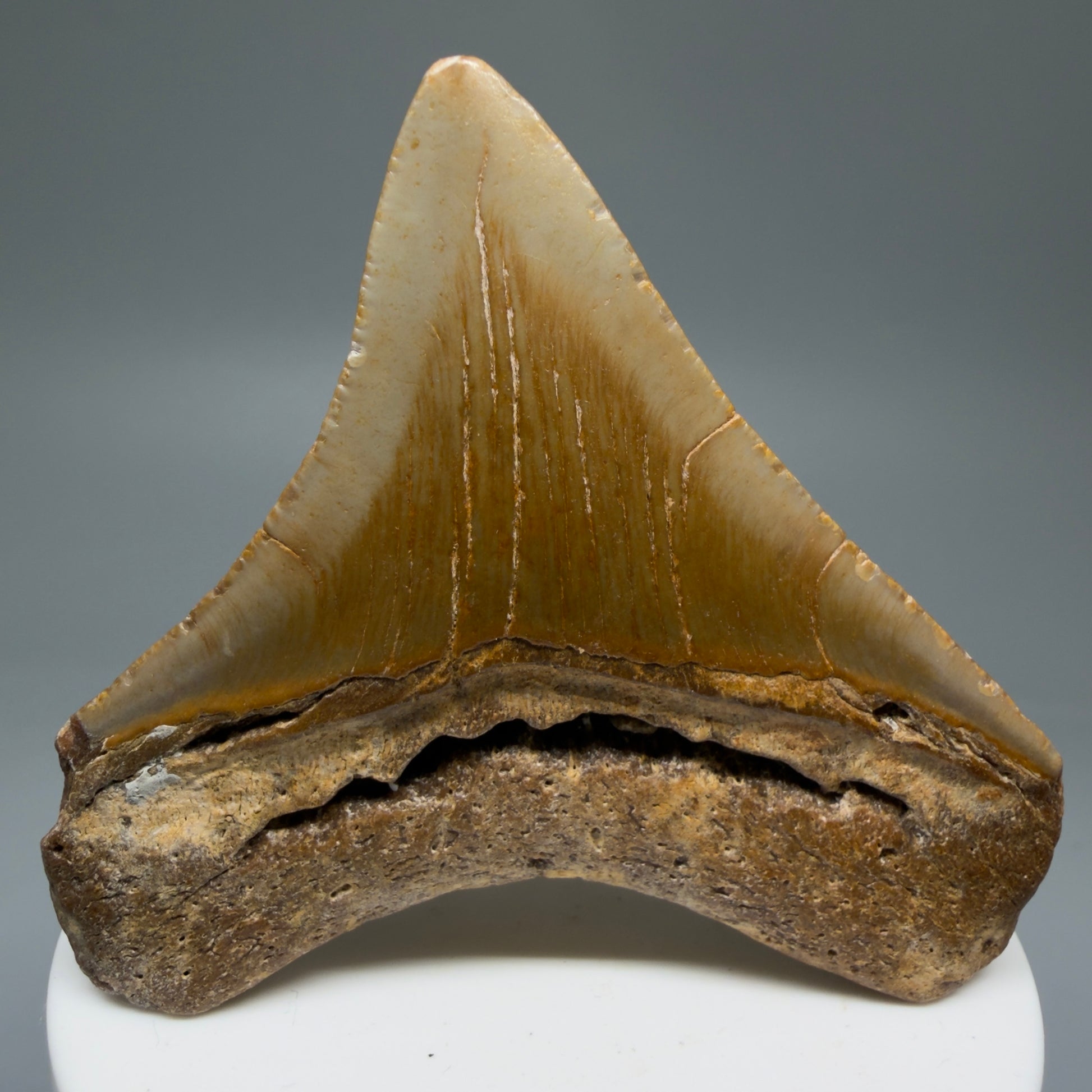 Back View Lateral 2.76" Fossil Megalodon Tooth - Authentic Carcharocles megalodon Fossil from North Carolina CM5764