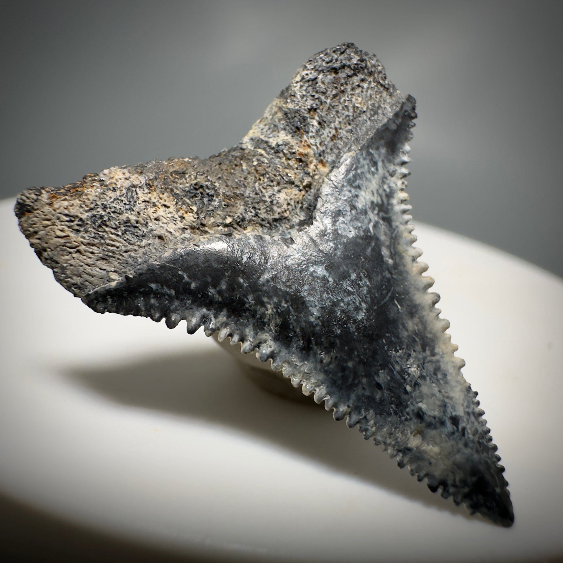 Colorful, sharply serrated 1.12" Fossil Great White Toolth from Sarasota, Florida GW1225 - Back Left