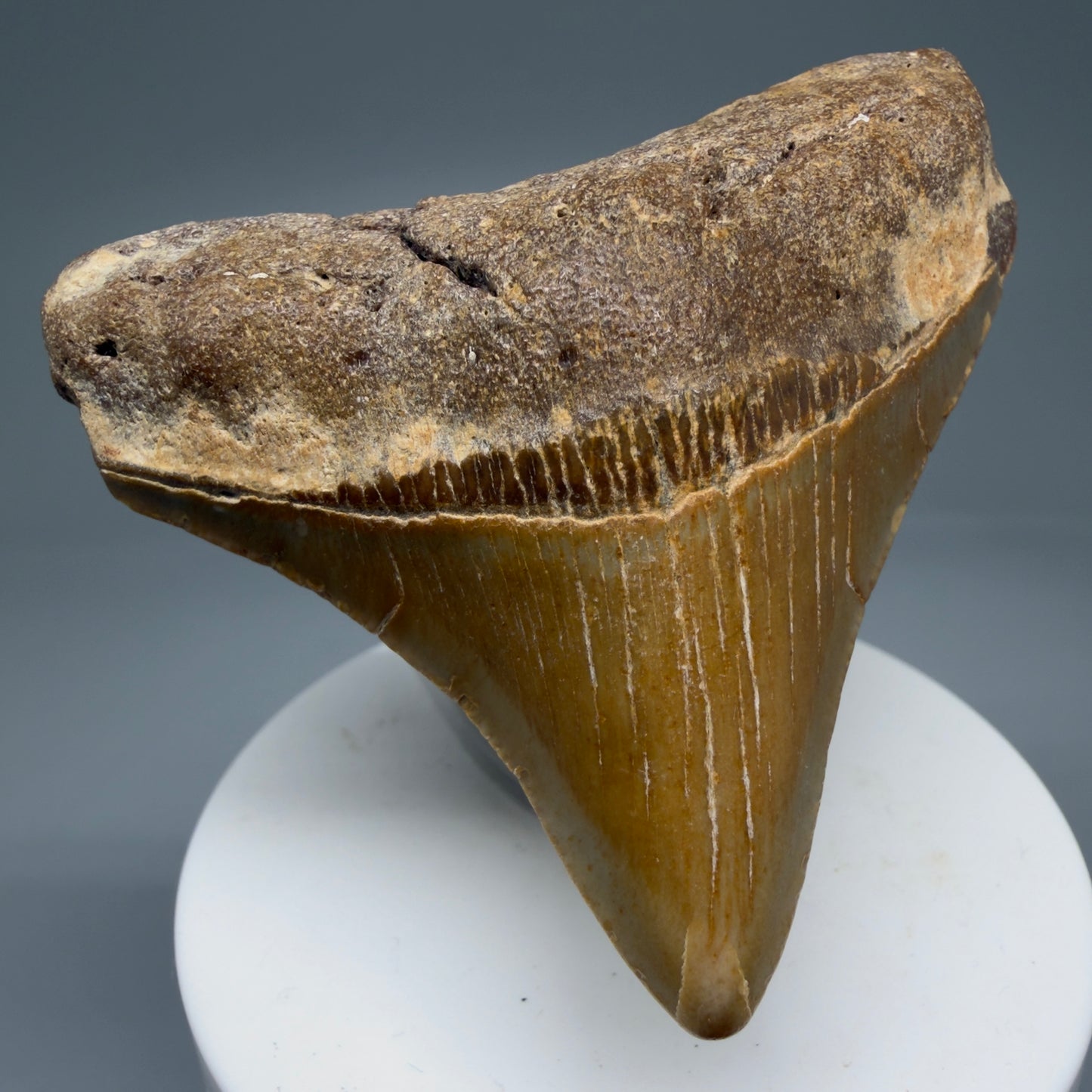 Front Left View Lateral 2.76" Fossil Megalodon Tooth - Authentic Carcharocles megalodon Fossil from North Carolina CM5764