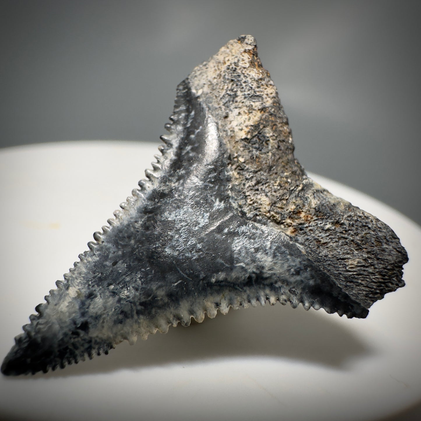 Colorful, sharply serrated 1.12" Fossil Great White Toolth from Sarasota, Florida GW1225 - Back Right