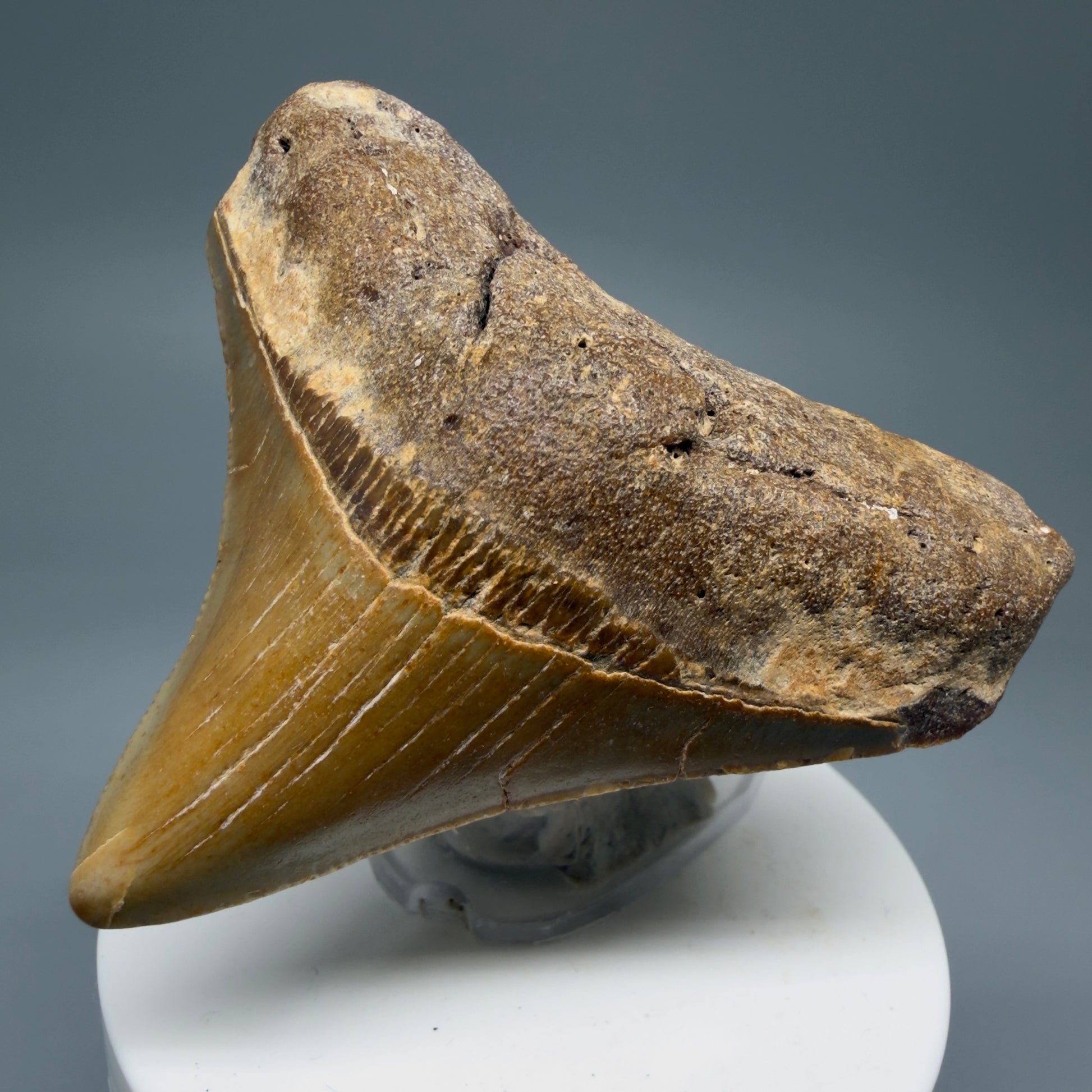 Front Right View Lateral 2.76" Fossil Megalodon Tooth - Authentic Carcharocles megalodon Fossil from North Carolina CM5764
