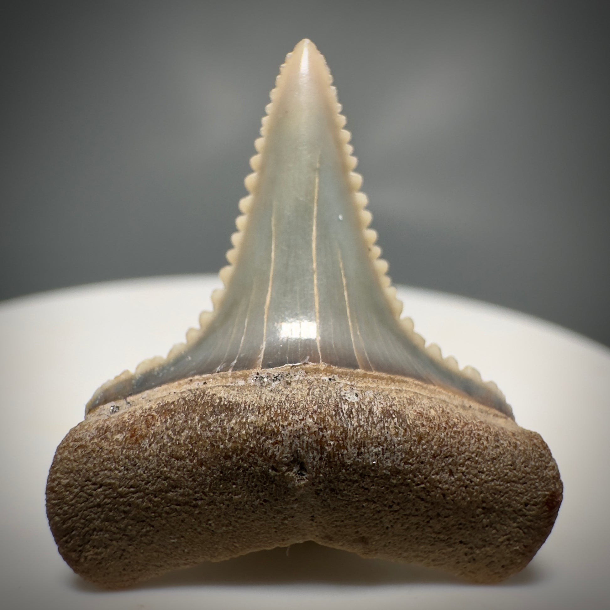 Colorful, Serrated 1.05" Colorful Fossil Great White Shark Tooth from Sacaco, Peru GW1218 - Front