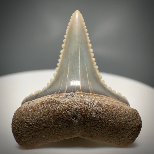 Colorful, Serrated 1.05" Colorful Fossil Great White Shark Tooth from Sacaco, Peru GW1218 - Front