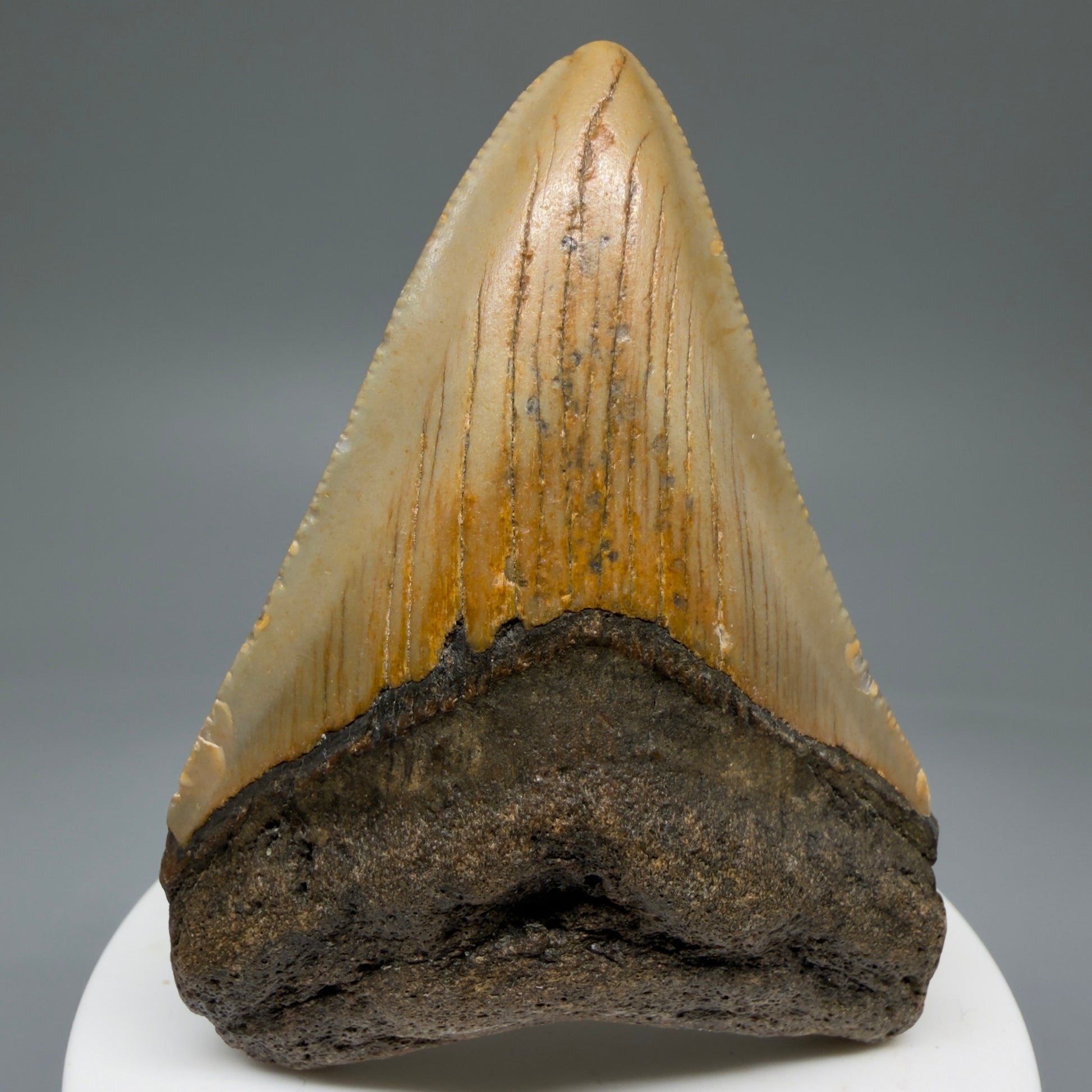 Front View 2.85" Fossil Megalodon Tooth - Authentic Carcharocles megalodon Fossil from North Carolina CM5763 