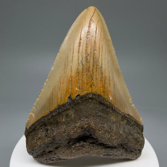 Front View 2.85" Fossil Megalodon Tooth - Authentic Carcharocles megalodon Fossil from North Carolina CM5763 