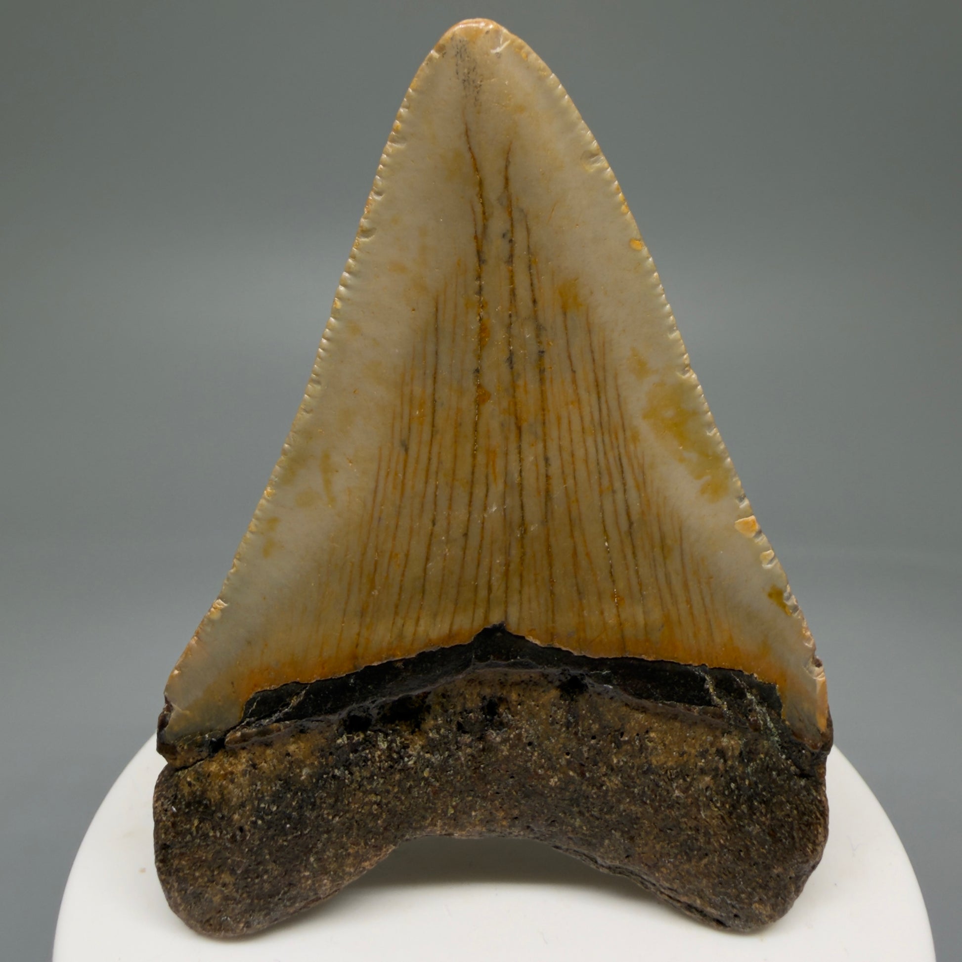 Back View 2.85" Fossil Megalodon Tooth - Authentic Carcharocles megalodon Fossil from North Carolina CM5763 